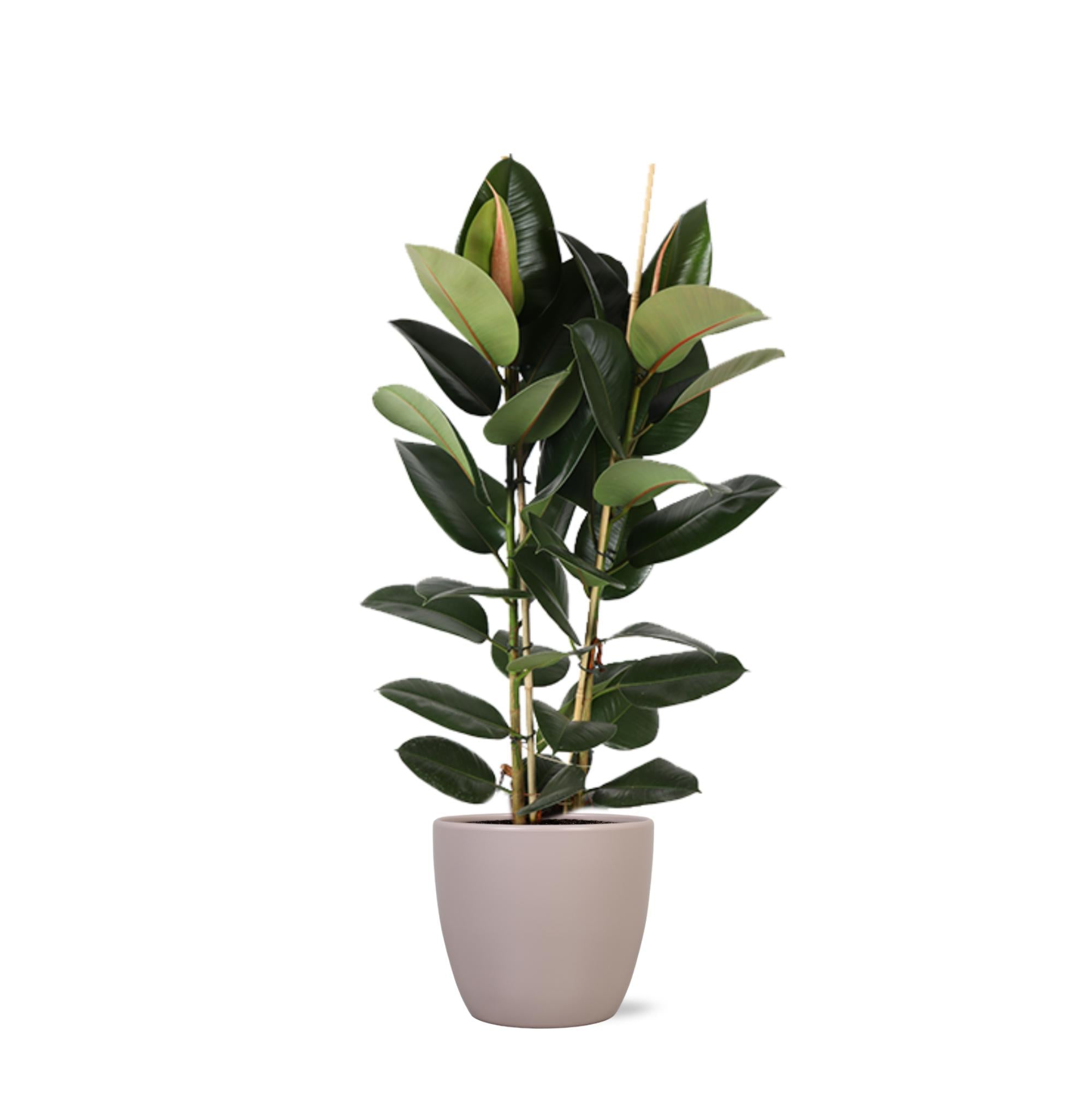 Gummibaum Ficus Elastica Robusta Ø24cm - ↕110cm in Boule Topf Taube