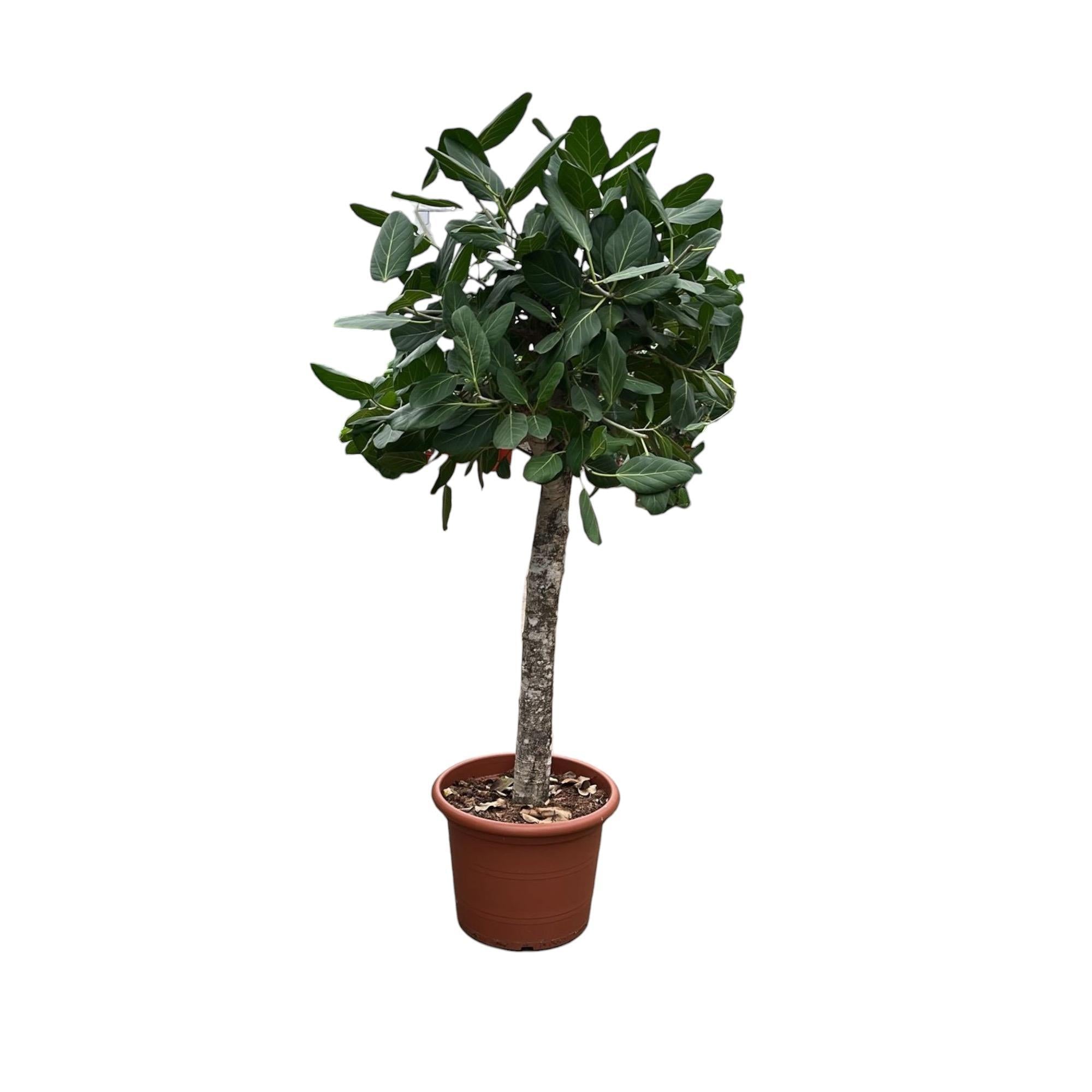 Indischer Banyanbaum Ficus Benghalensis baum - 180 cm - ø45