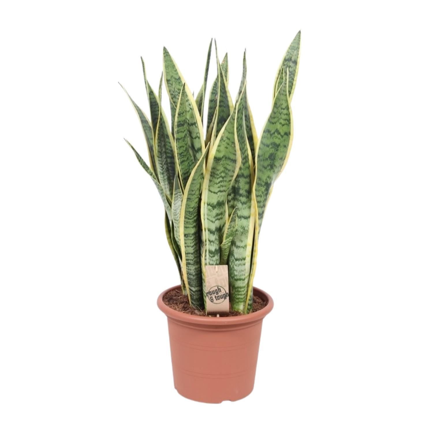 Schwiegermutterzunge - Sansevieria Trifasciata Laurentii - Ø25cm - ↕85cm