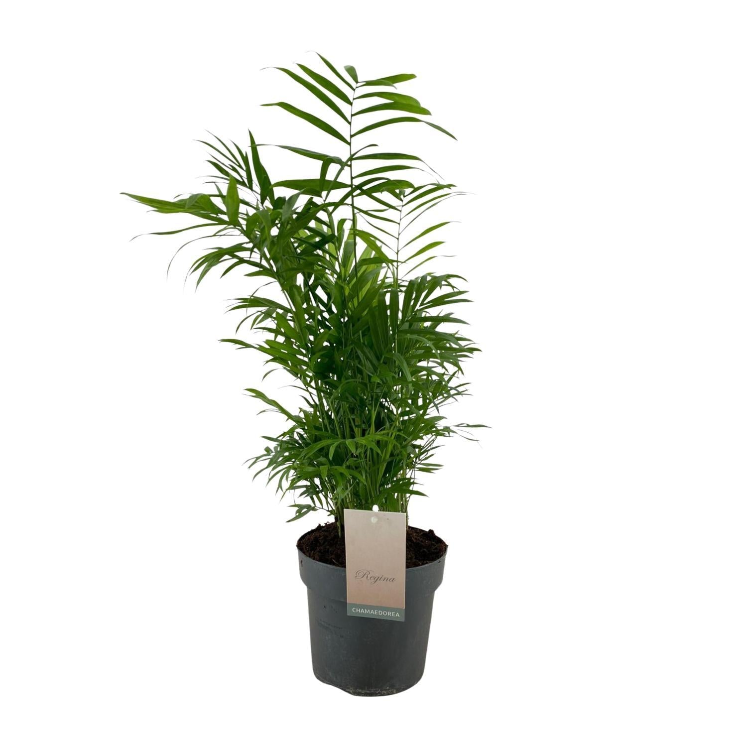 Mexikanische Bergpalme - Chamaedorea Elegans - Ø17cm - ↕75cm