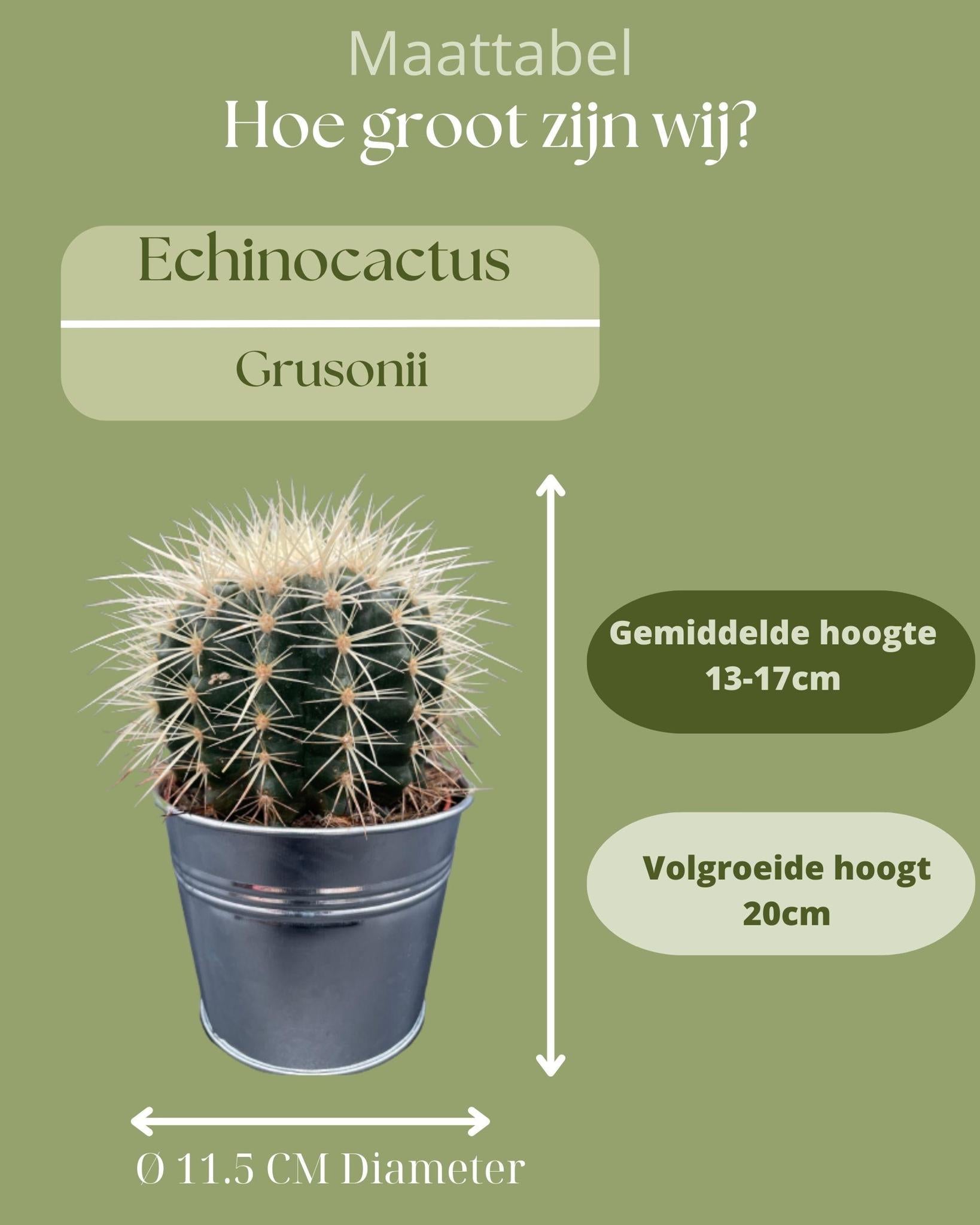 Schwiegermutterstuhl Kaktus- Echiocactus Grusonii- 24cmØ- 23-28cm Höhe - Zink Topf   3 Stück