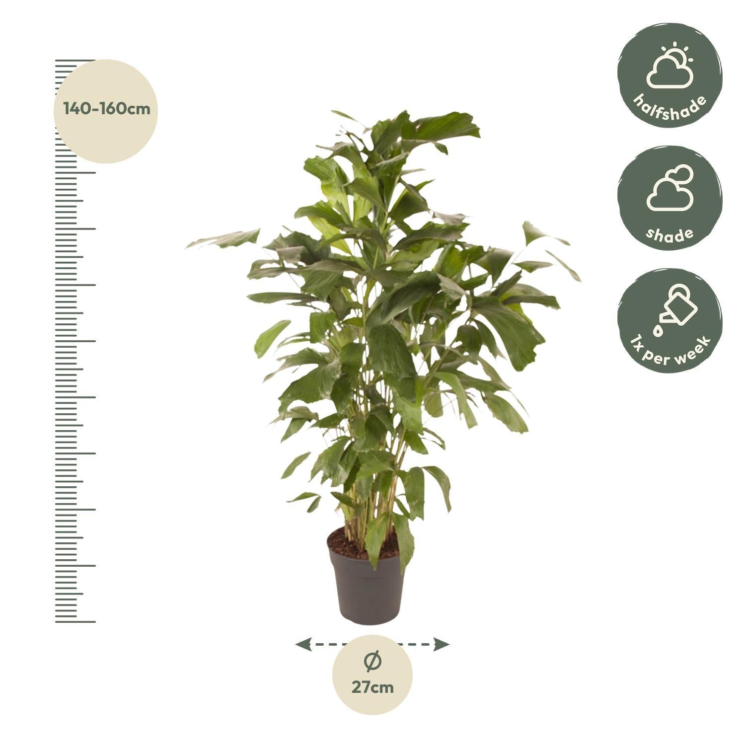 Caryota Mitis - 150cm - ø27