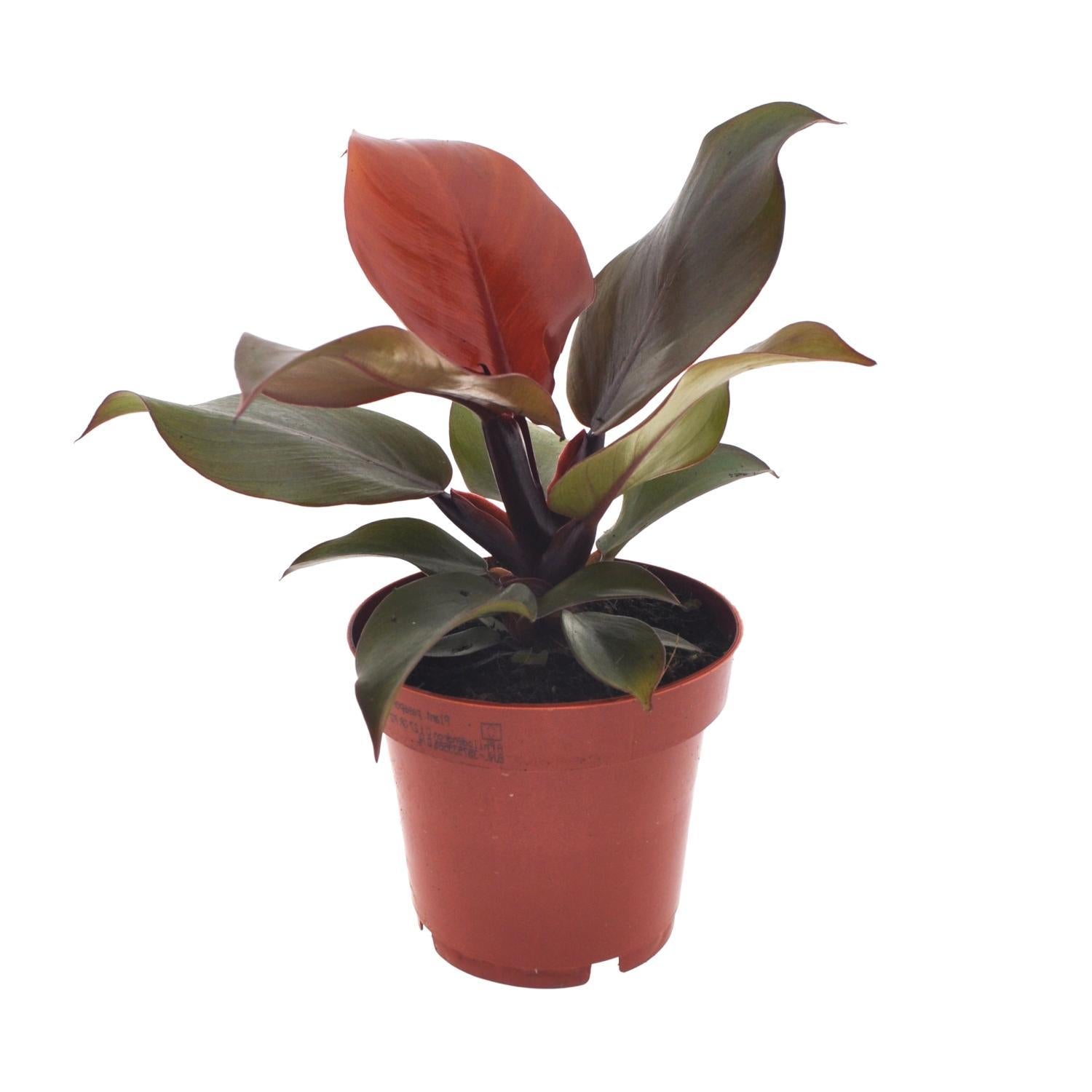 Philodendron Keizerrood - Ø12cm - ↕25cm