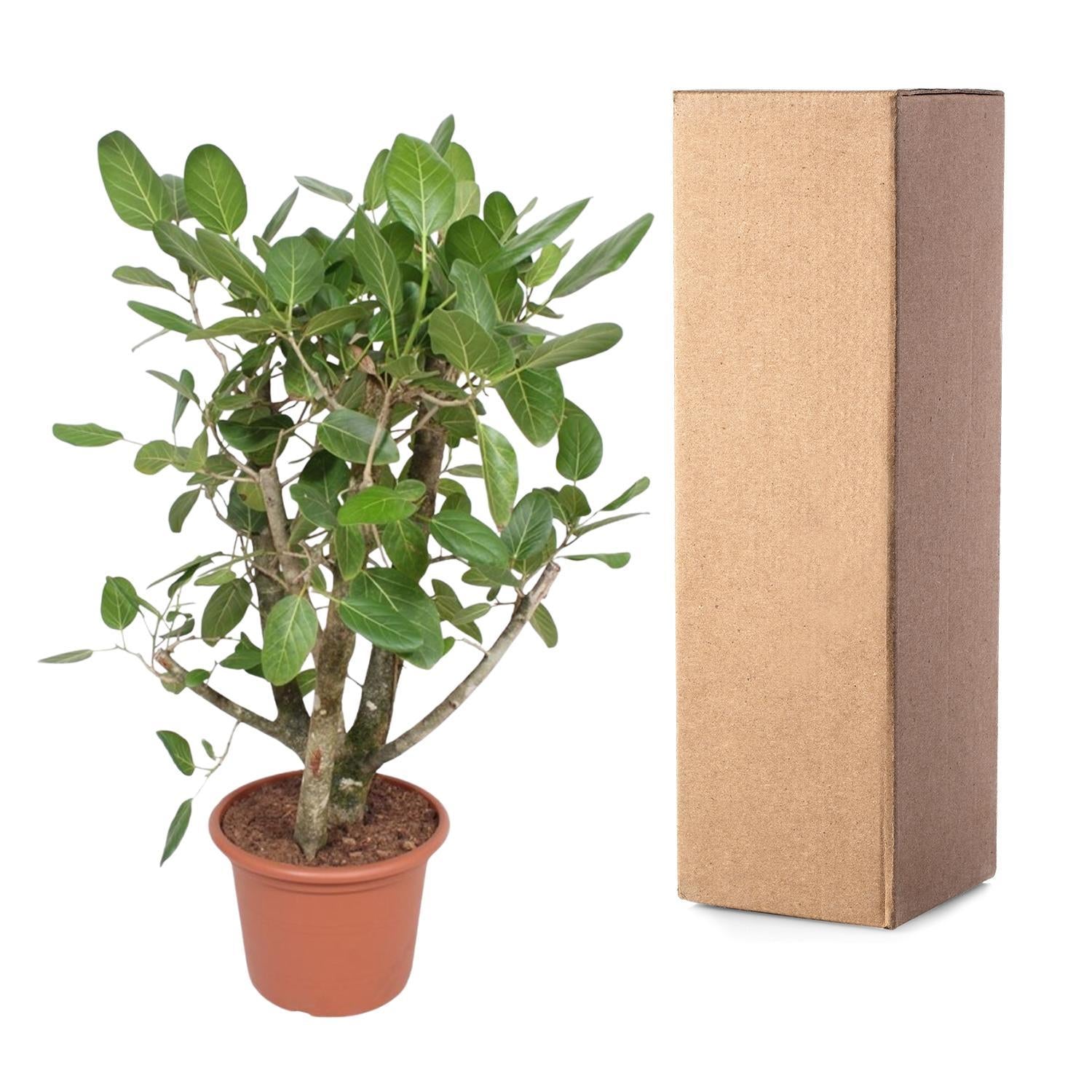 Indischer Banyanbaum Ficus Benghalensis - 140 cm - ø40