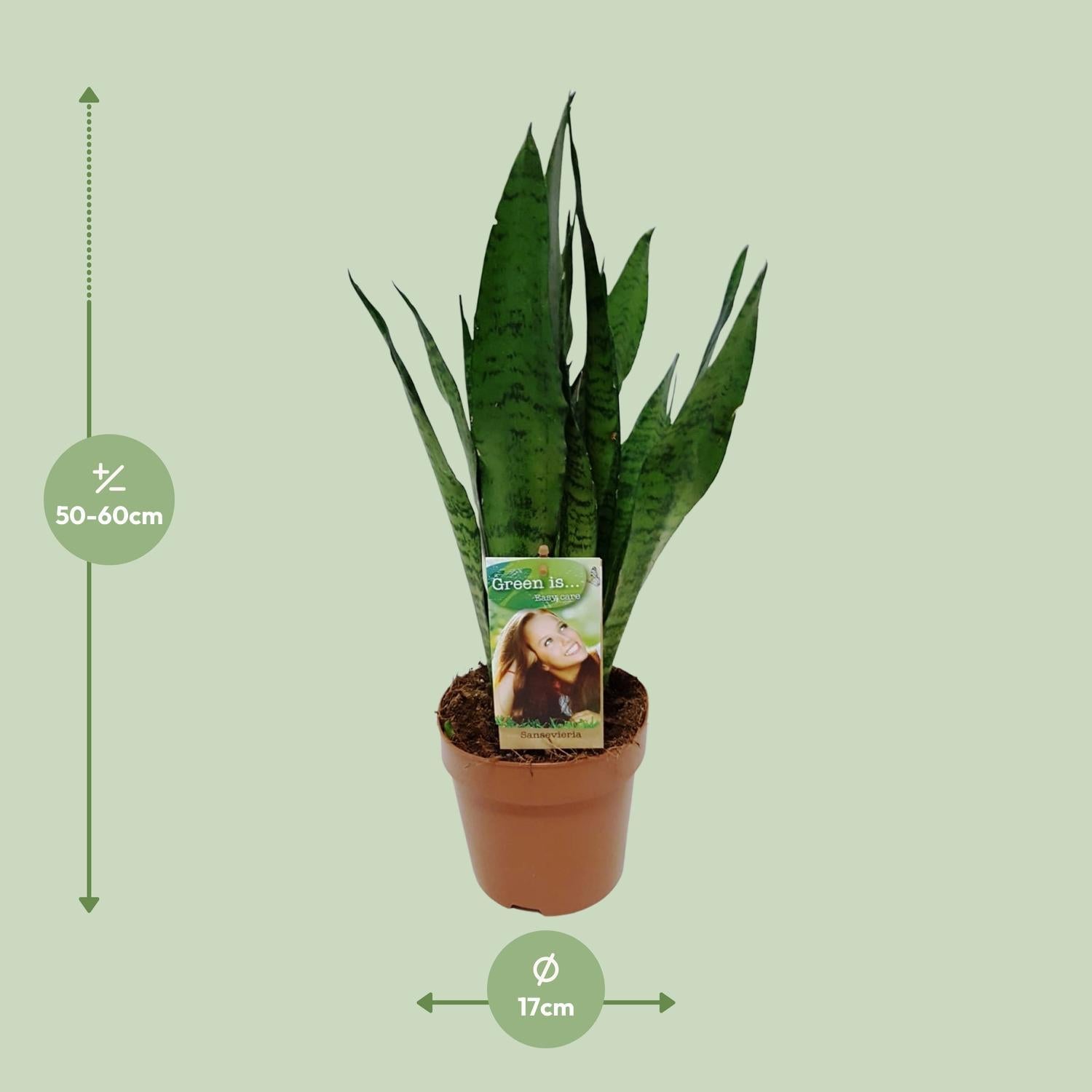 Ceylon Bogenhanf - Sansevieria Zeylanica - Ø17cm - ↕60cm