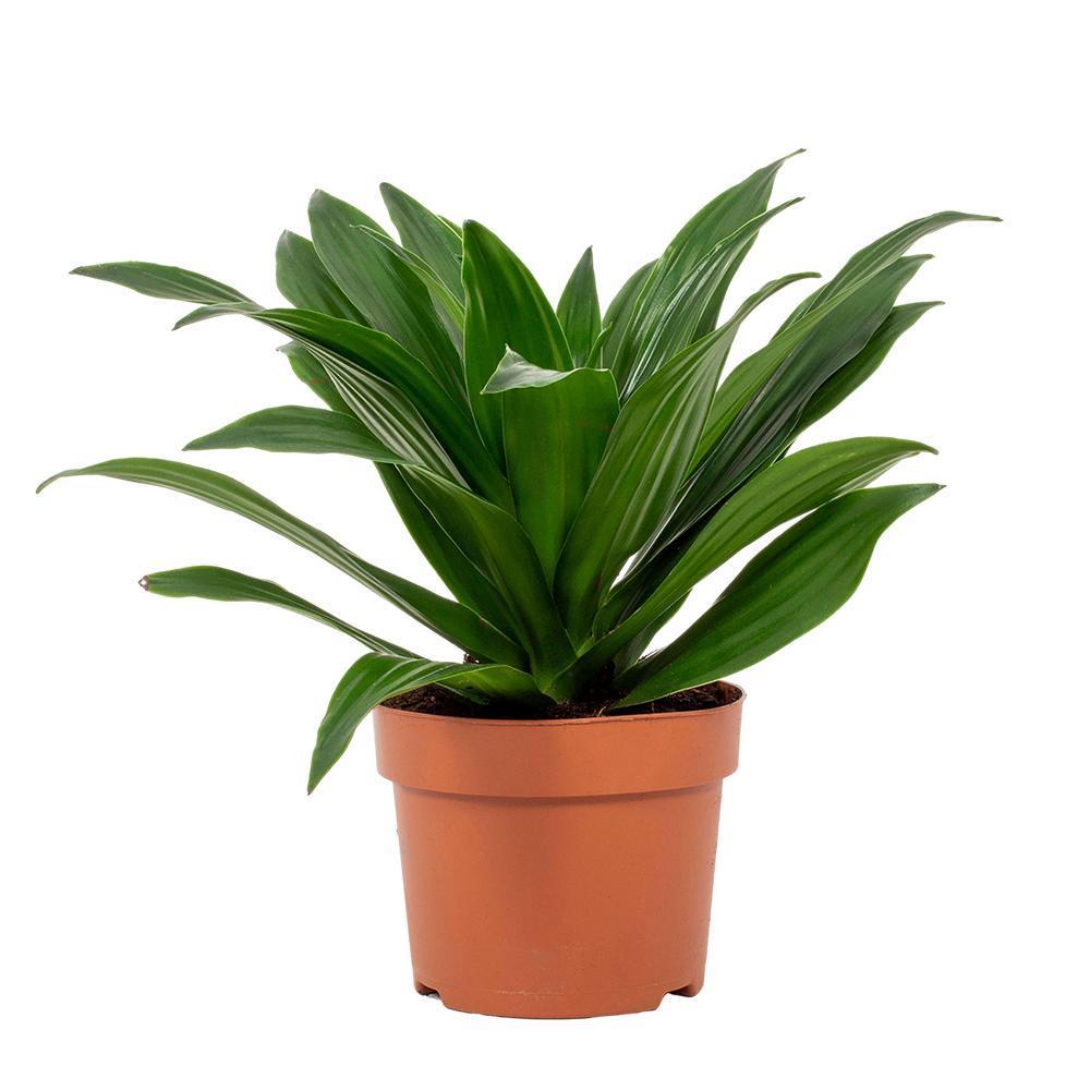 Drachenbaum Janet Craig Compacta - Dracaena Janet Craig Compacta 12cm - Ø12cm - ↕28cm