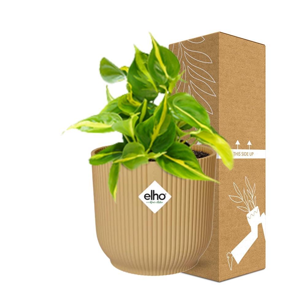 Herzblattphilodendron - Philodendron Scandens ‘Brasil’ in ELHO Vibes Fold 14cm geel Topf gelb