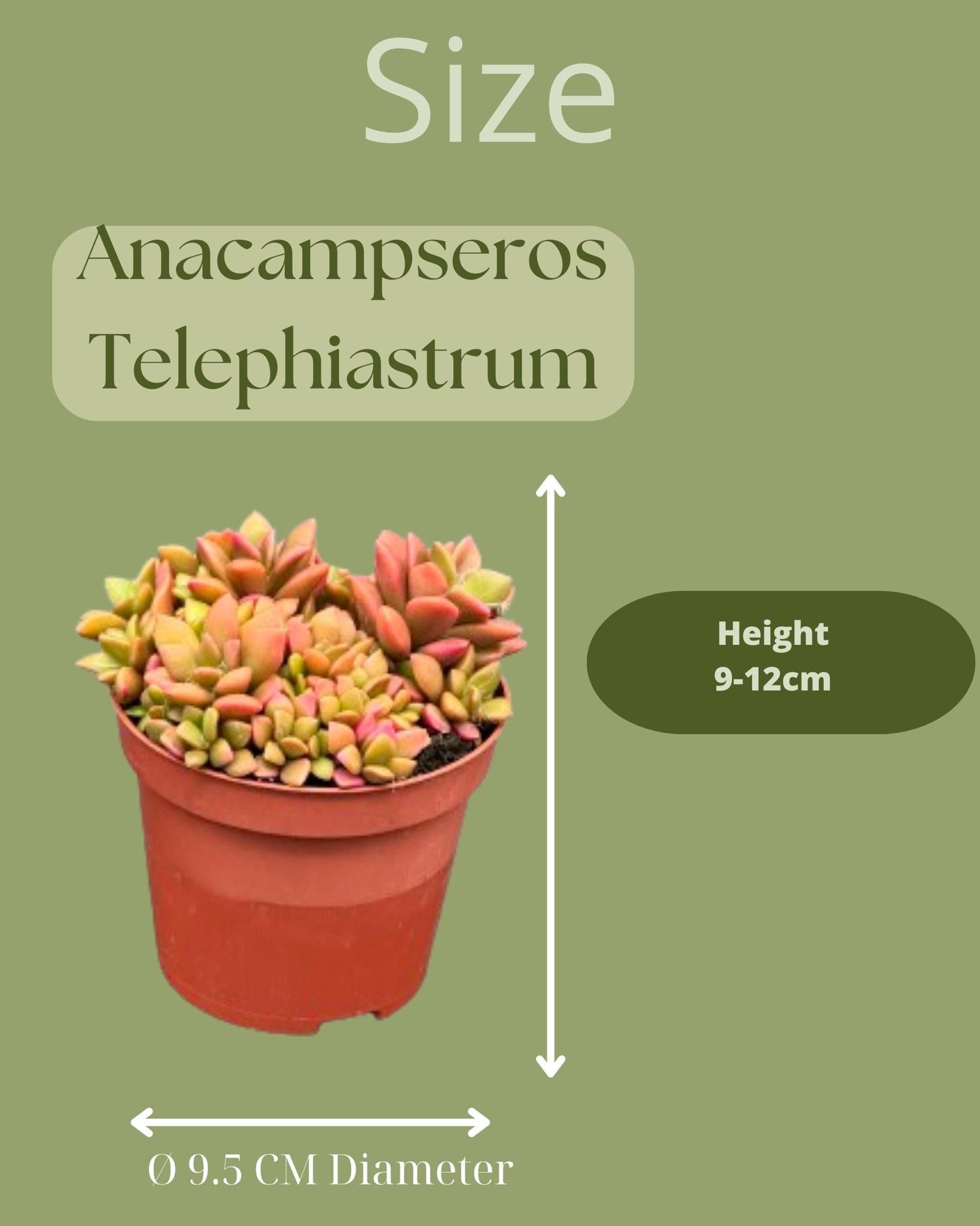 Sukkulenten Set - Anacampseros Rufescens Varigata - 8.5cmØ- 8-10cm im Mexilo Topf    3 Stück