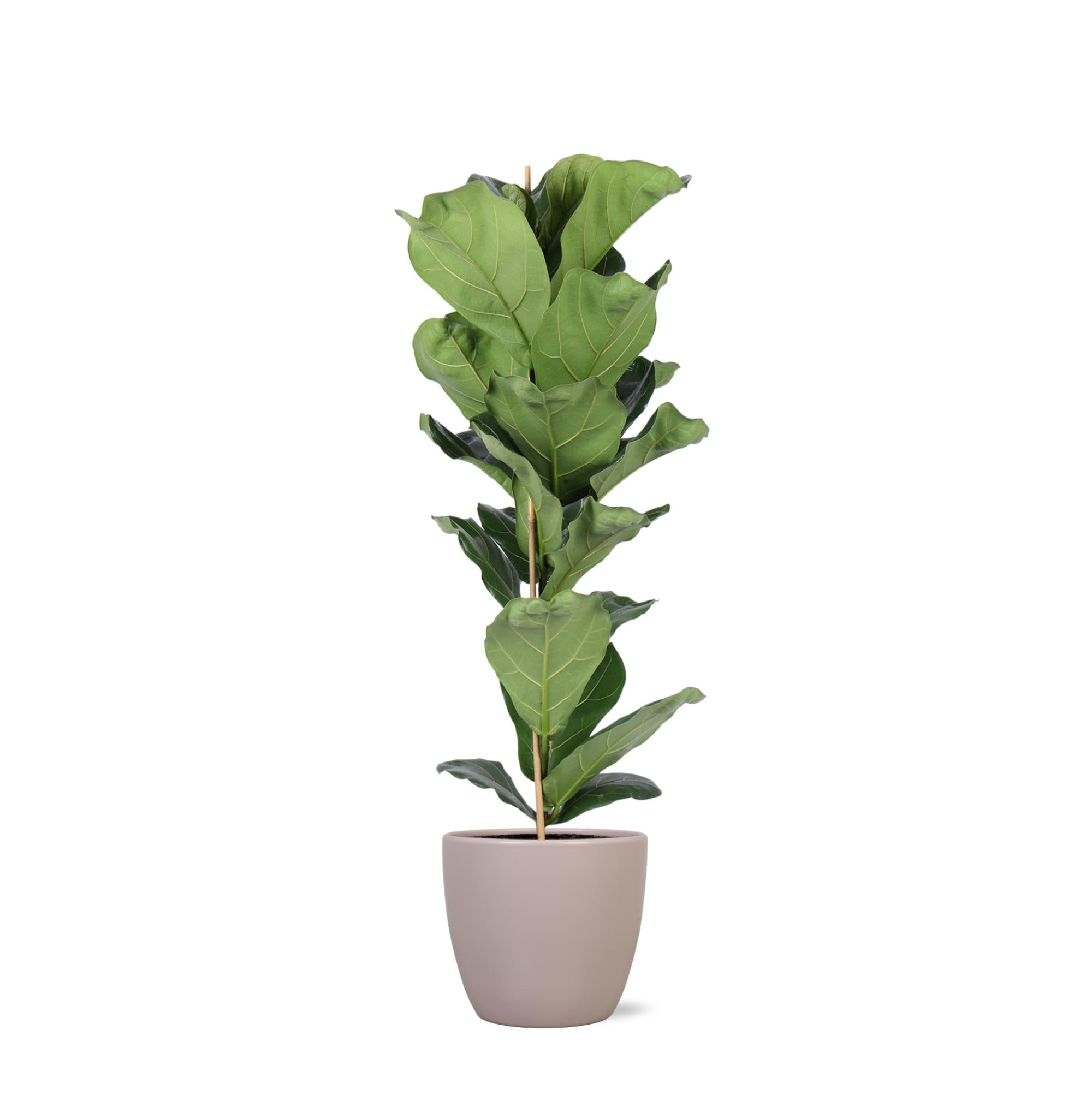 Geigenfeige - Ficus Lyrata - Ø21cm - ↕90cm in Boule Topf Taube