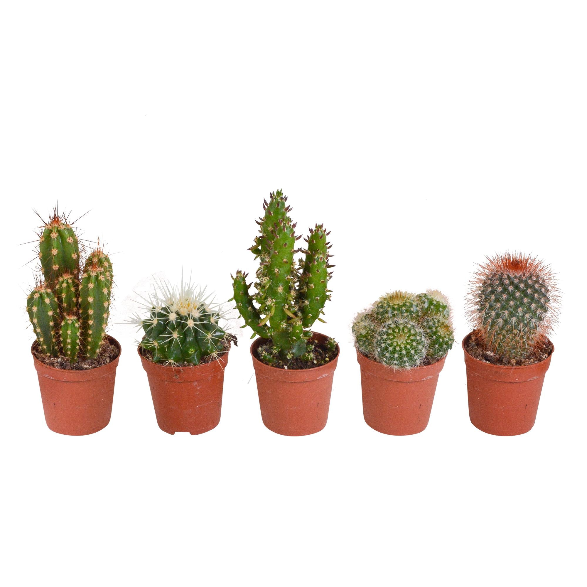 Cactusmix 5,5 cm - 5x - zonder pot