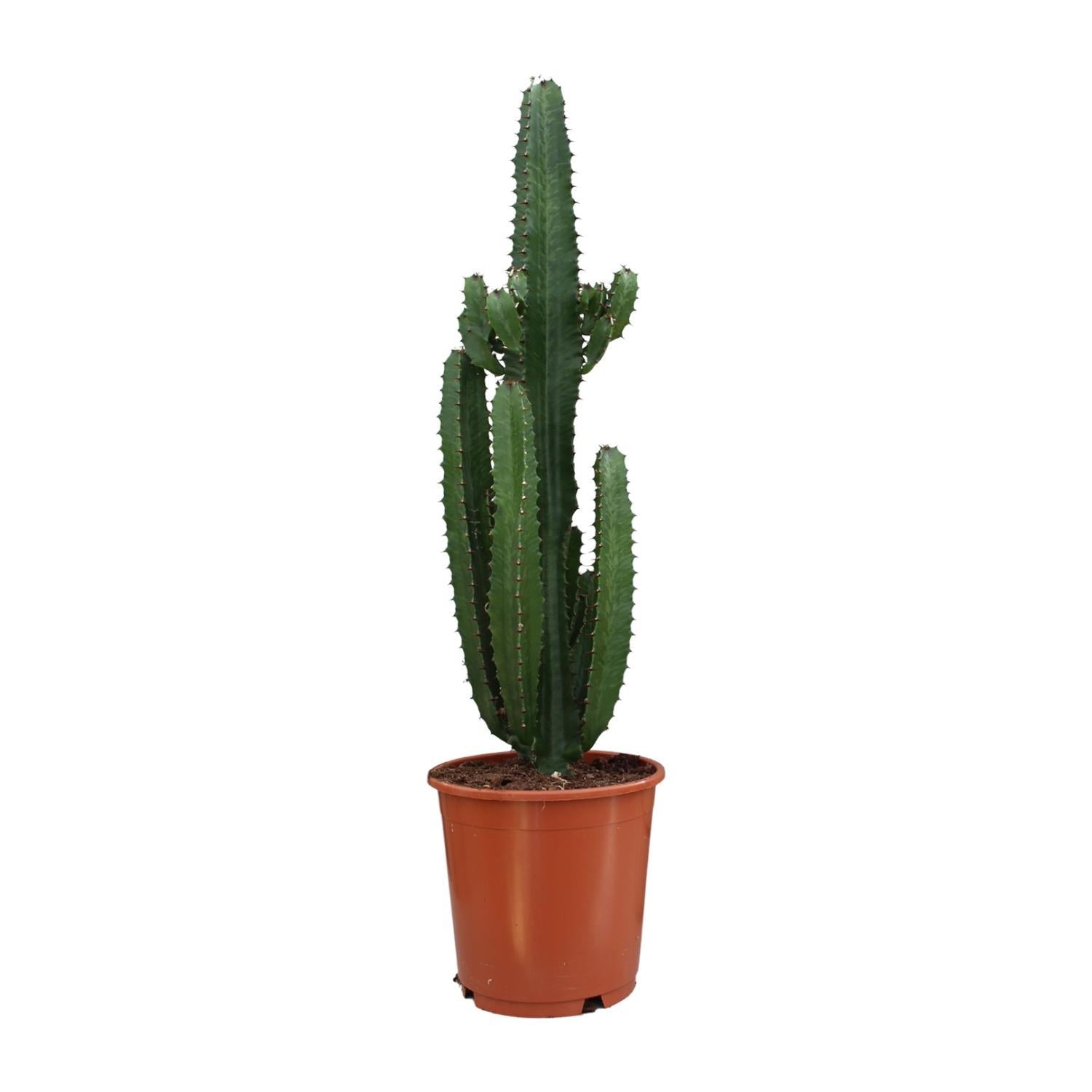 Weihnachtsstern  Euphorbia Acrurensis - Ø24cm - ↕95cm