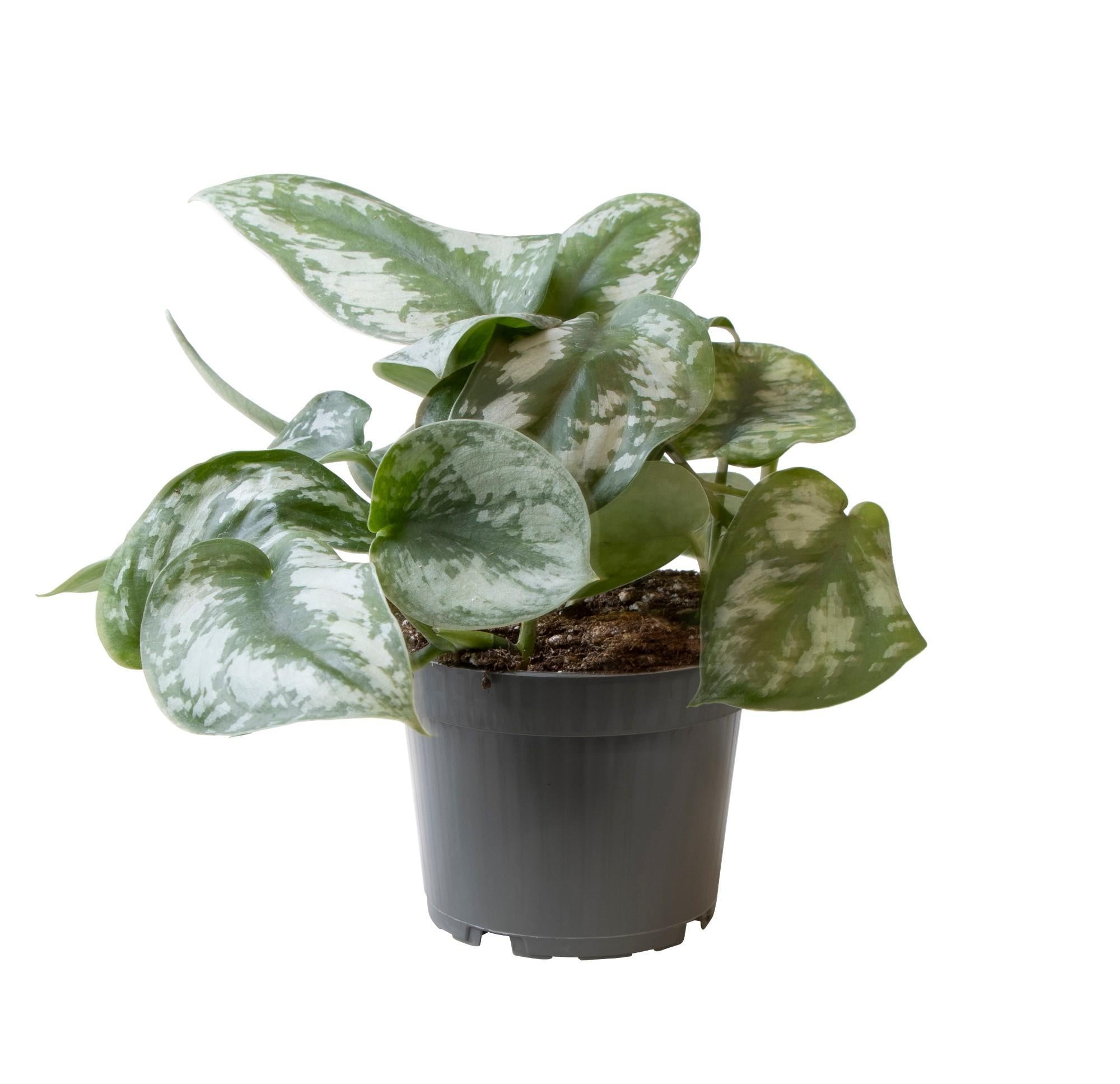 Efeutute - Philodendron Scandens Pictus - Ø12cm - ↕22cm