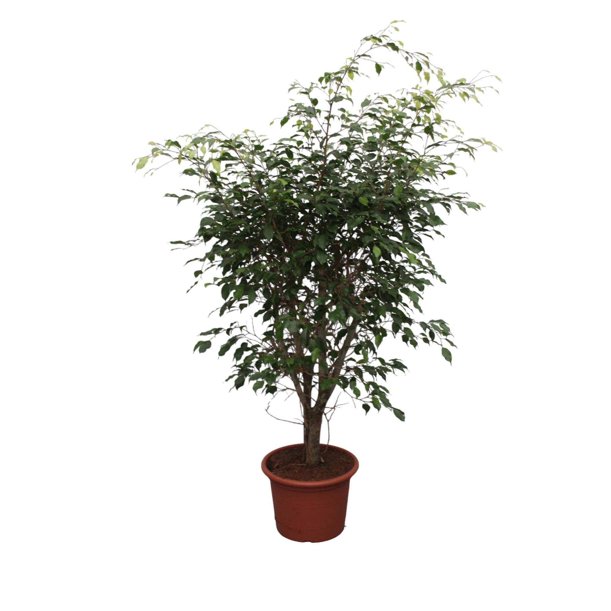 Birkenfeige - Ficus Benjamina Exotica verzweigt - 150 cm - ø40