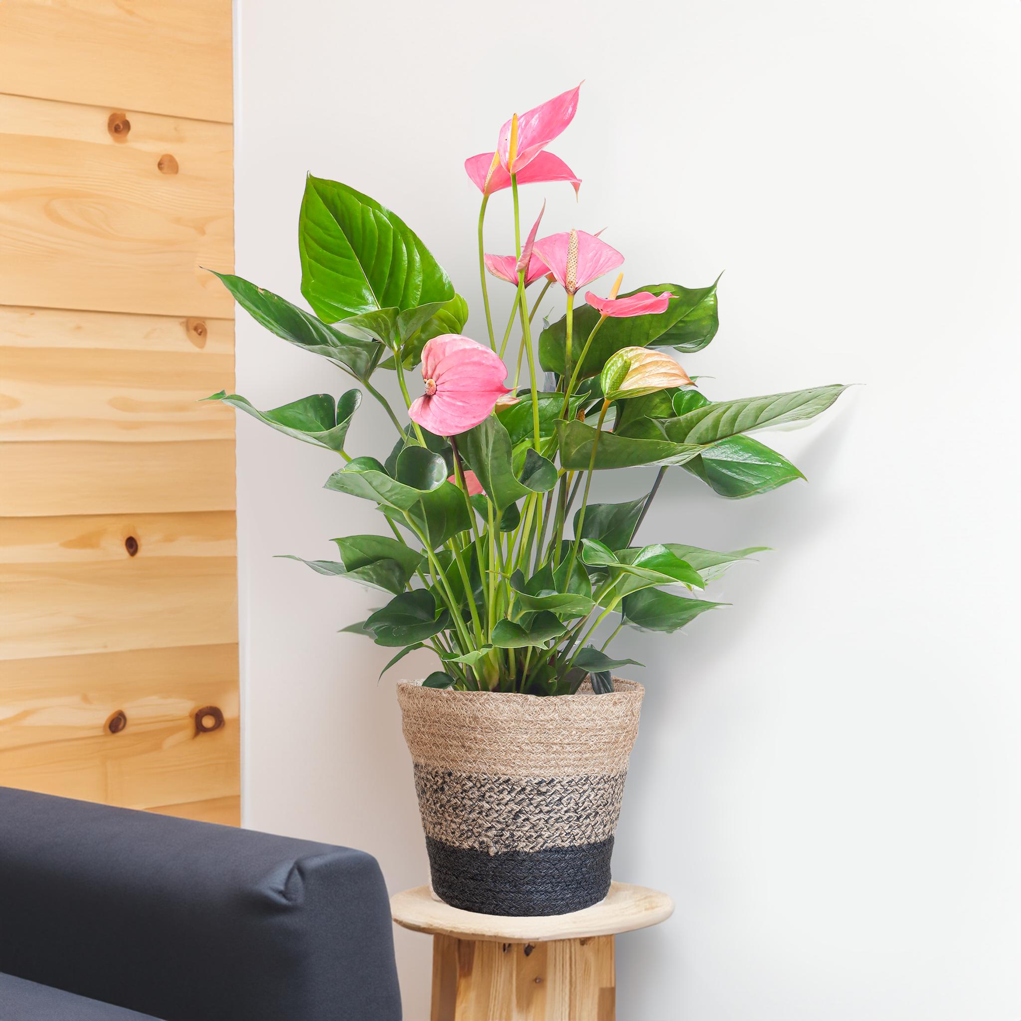 Anthurium Pink Explosion mit Lissabon-Korb schwarz - 55cm - Ø17