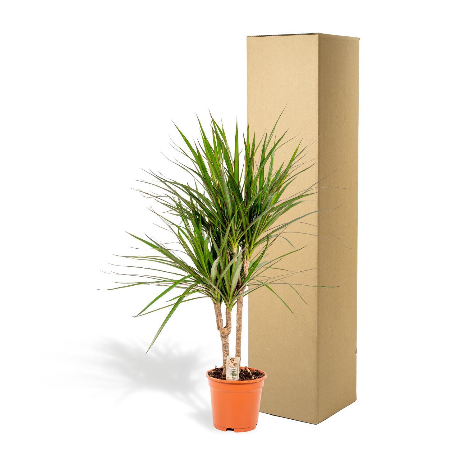 Drachenbaum Marginata - Dracaena Marginata - Ø17cm - ↕90cm