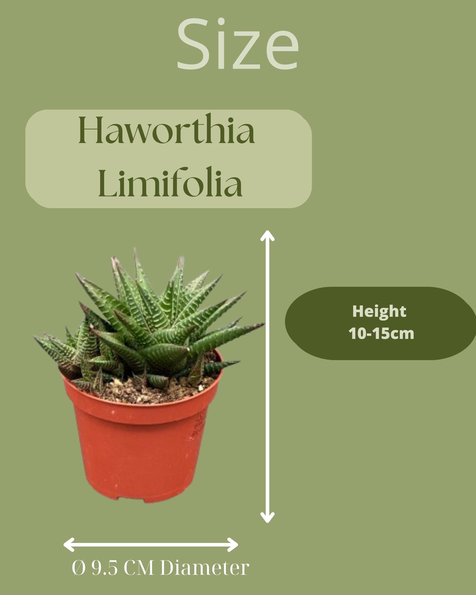 Sukkulenten Set - Hawortia Limifolia - 8.5cmØ- 10-15cm im bunten Mexiko Topf   3 Stück