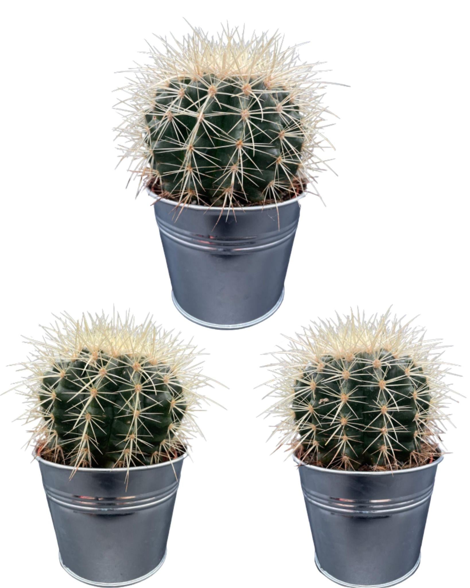 Schwiegermutterstuhl Kaktus- Echiocactus Grusonii- 24cmØ- 23-28cm Höhe - Zink Topf   3 Stück