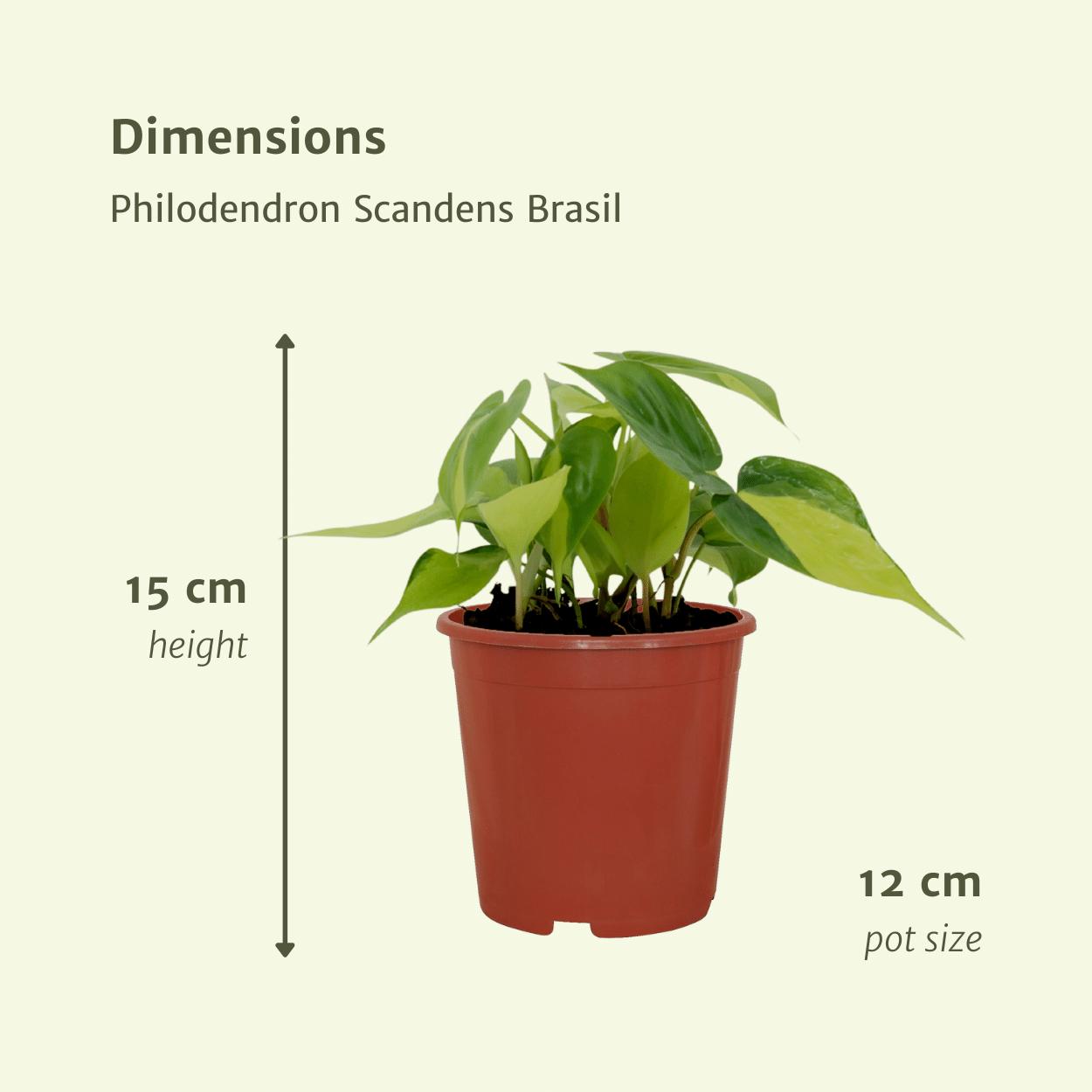 Philodendron Scandens Brasil - 4 stuks - Ø12cm - ↕15cm