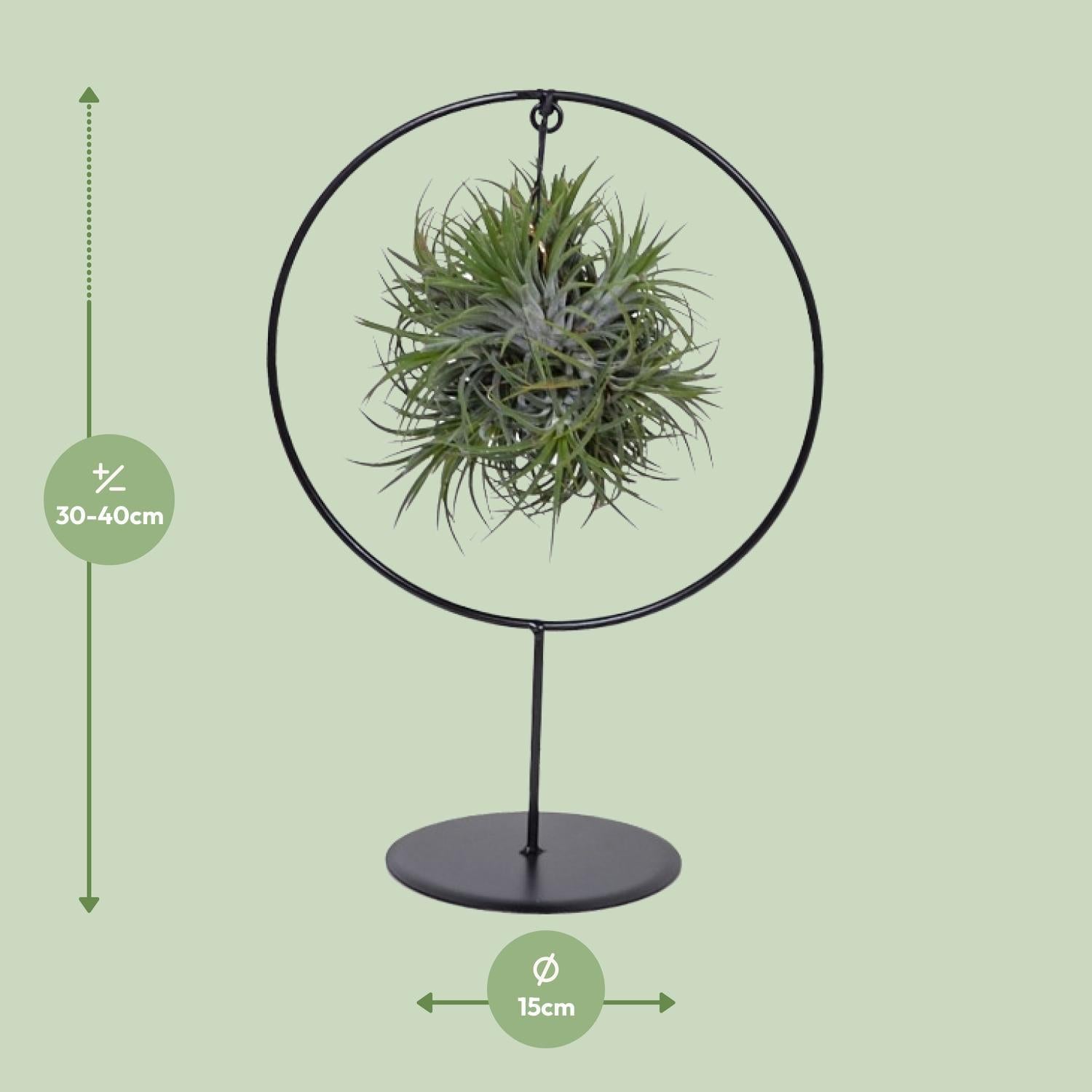 Bromelie-Luftpflanze - Tillandsia Ring Mix - Ø15cm - ↕35cm