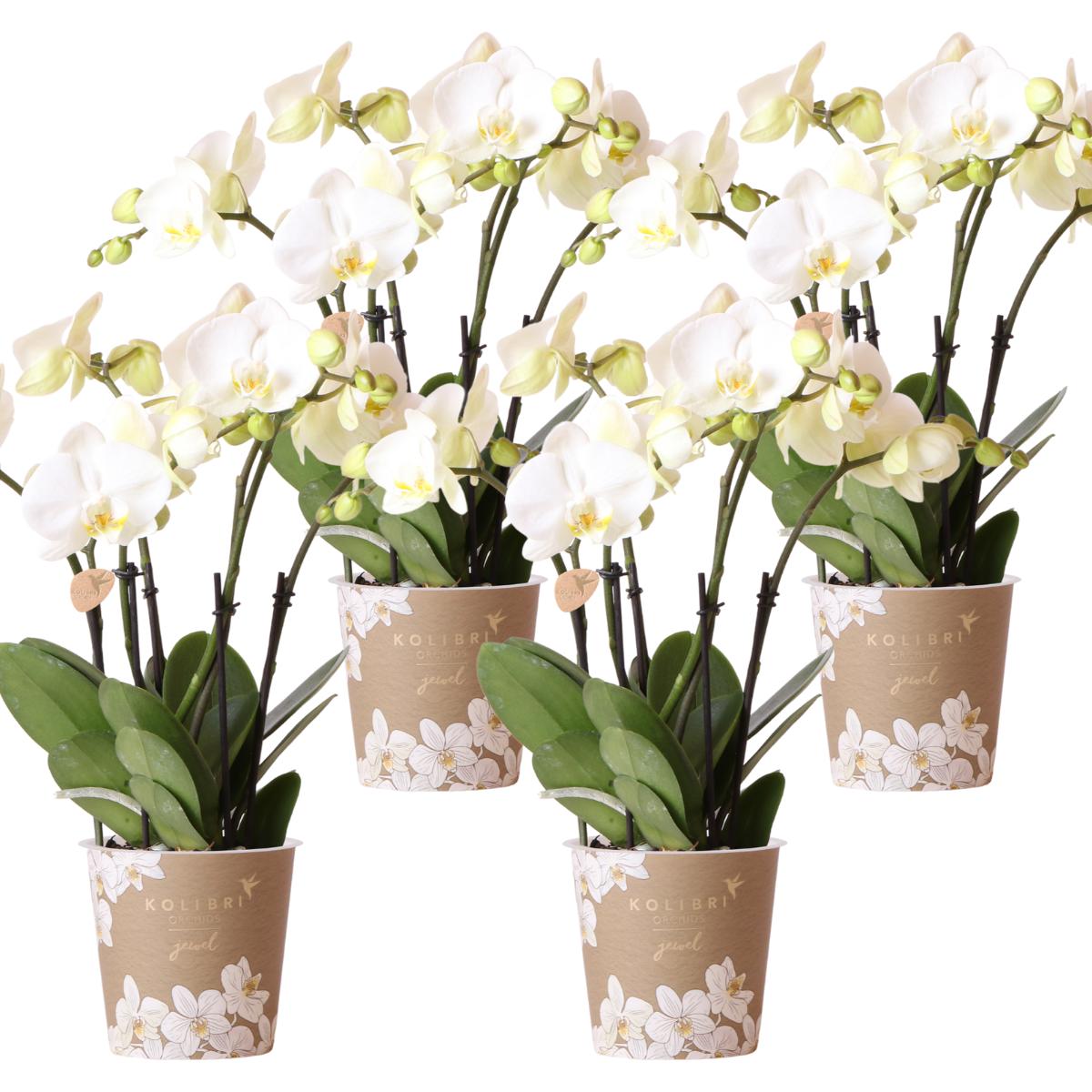 Kolibrie-orchideeën | COMBI-AANBIEDING van 4 witte orchideeën - Gent - potmaat Ø12cm | bloeiende kamerplant - vers van de veredelaar