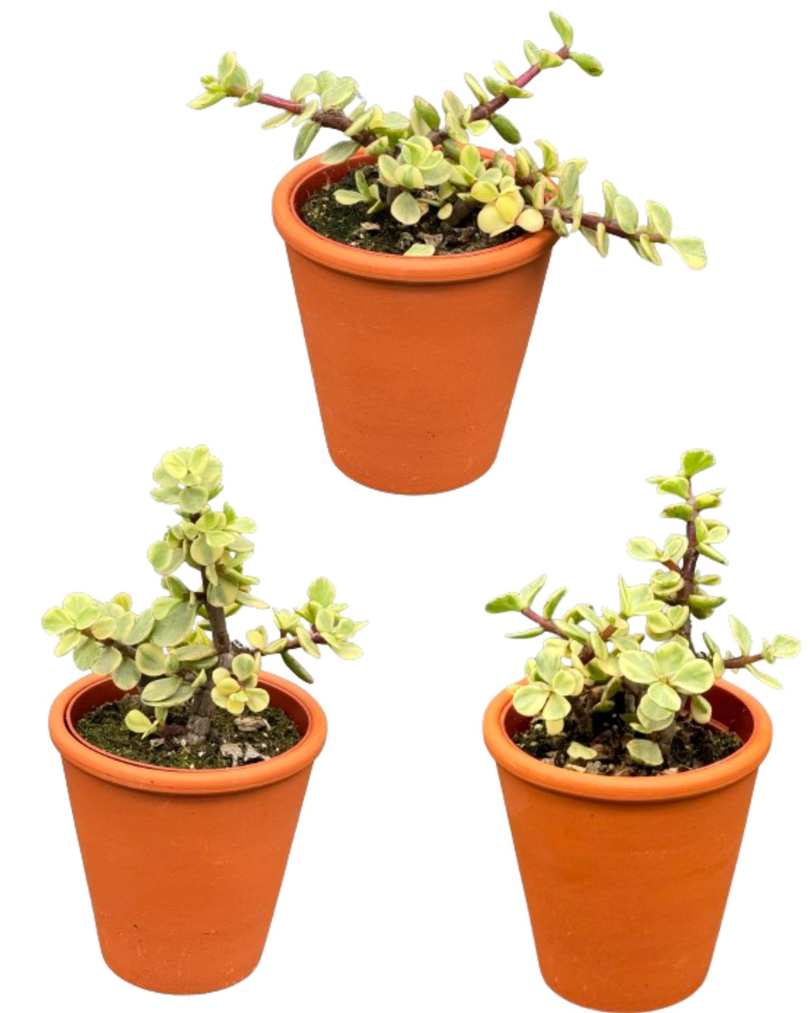 Succulenten- Portulacaria Afra- 8.5cm Ø- ↕️10-20cm- 3 stück - Teracotta Topf