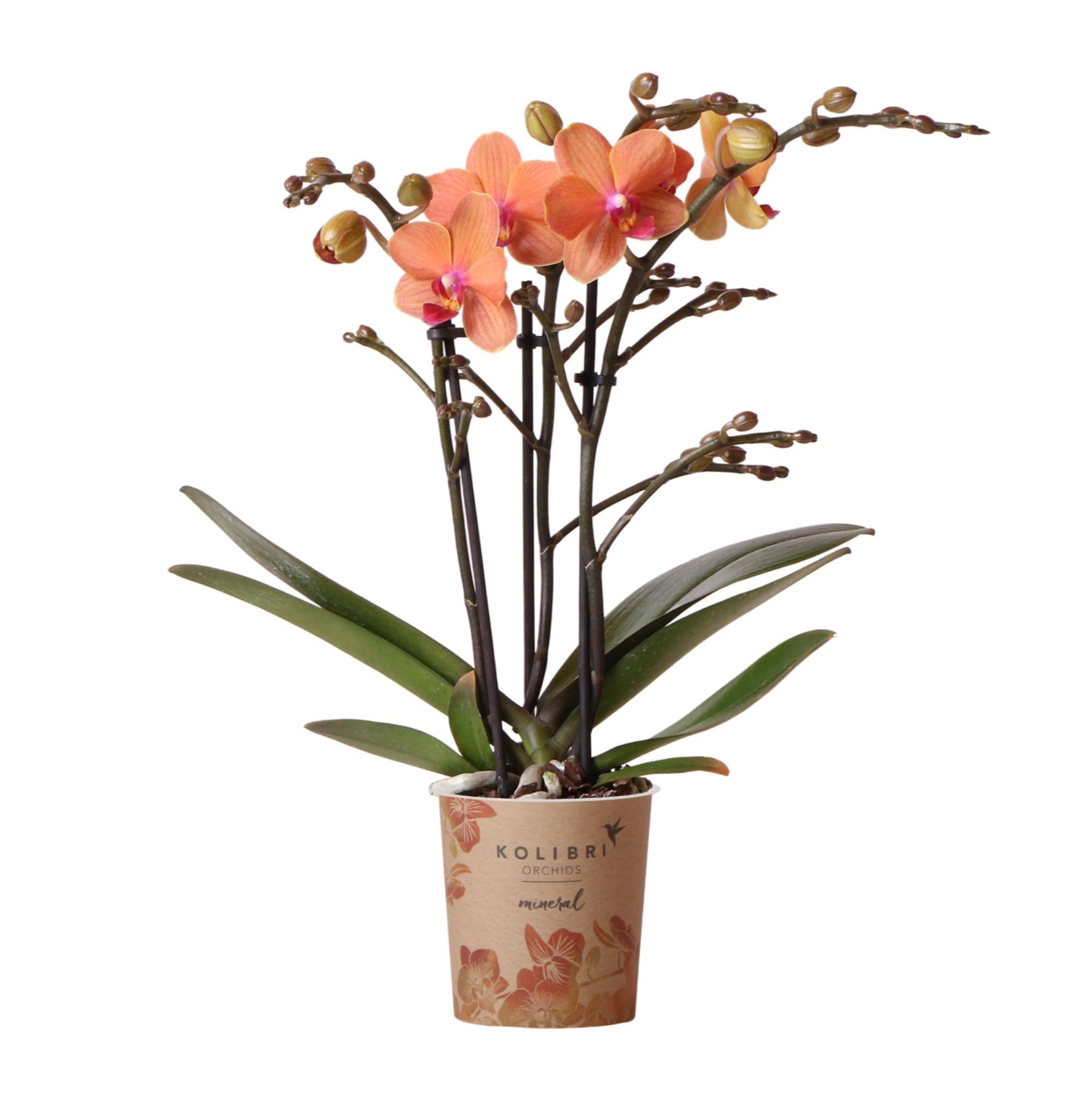 Orchidee Orange Phalaenopsis Orchidee - Mineral Bolzano - Topfgröße Ø9cm | blühende Topfpflanze - frisch vom Züchter