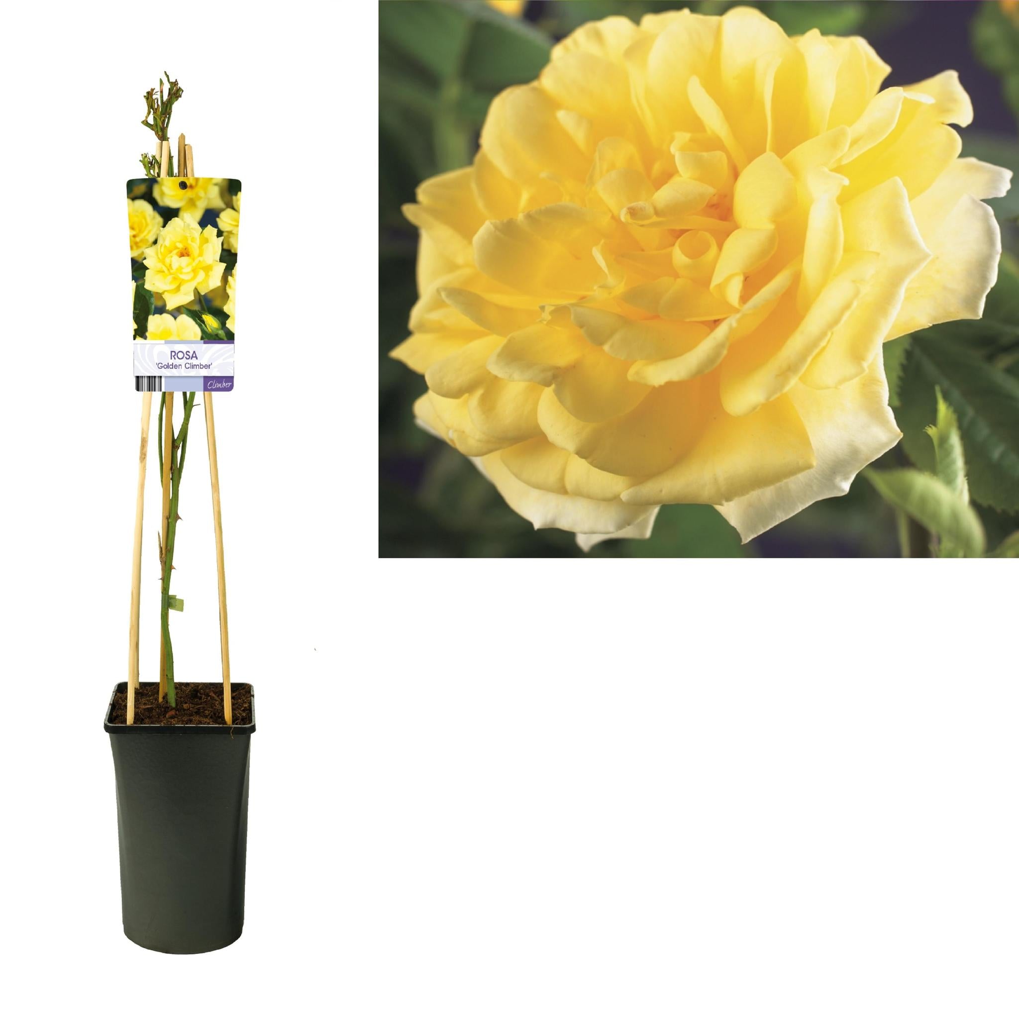 Rose 'Golden Climber' +light Label