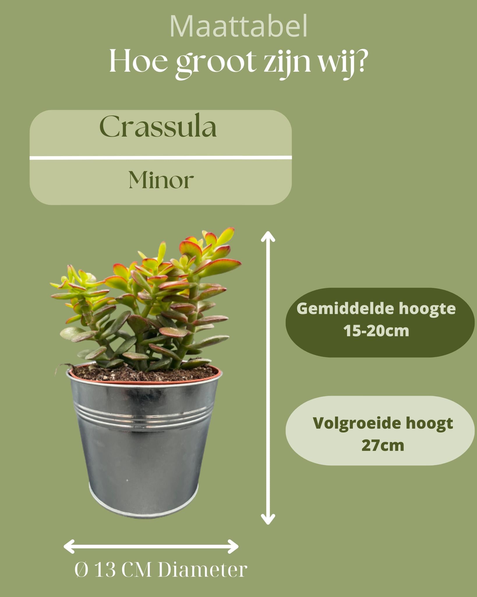 Gummibaum - Crassula Minor - 12cmØ- 15-20cm im Zink Topf   3 Stück