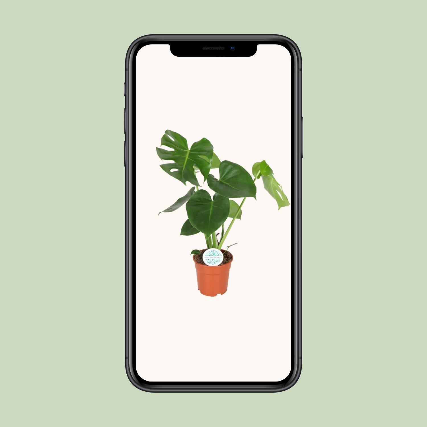 Schweizer Käsepflanze - Monstera Deliciosa - 65cm - Ø21 - Ø17 - 55cm