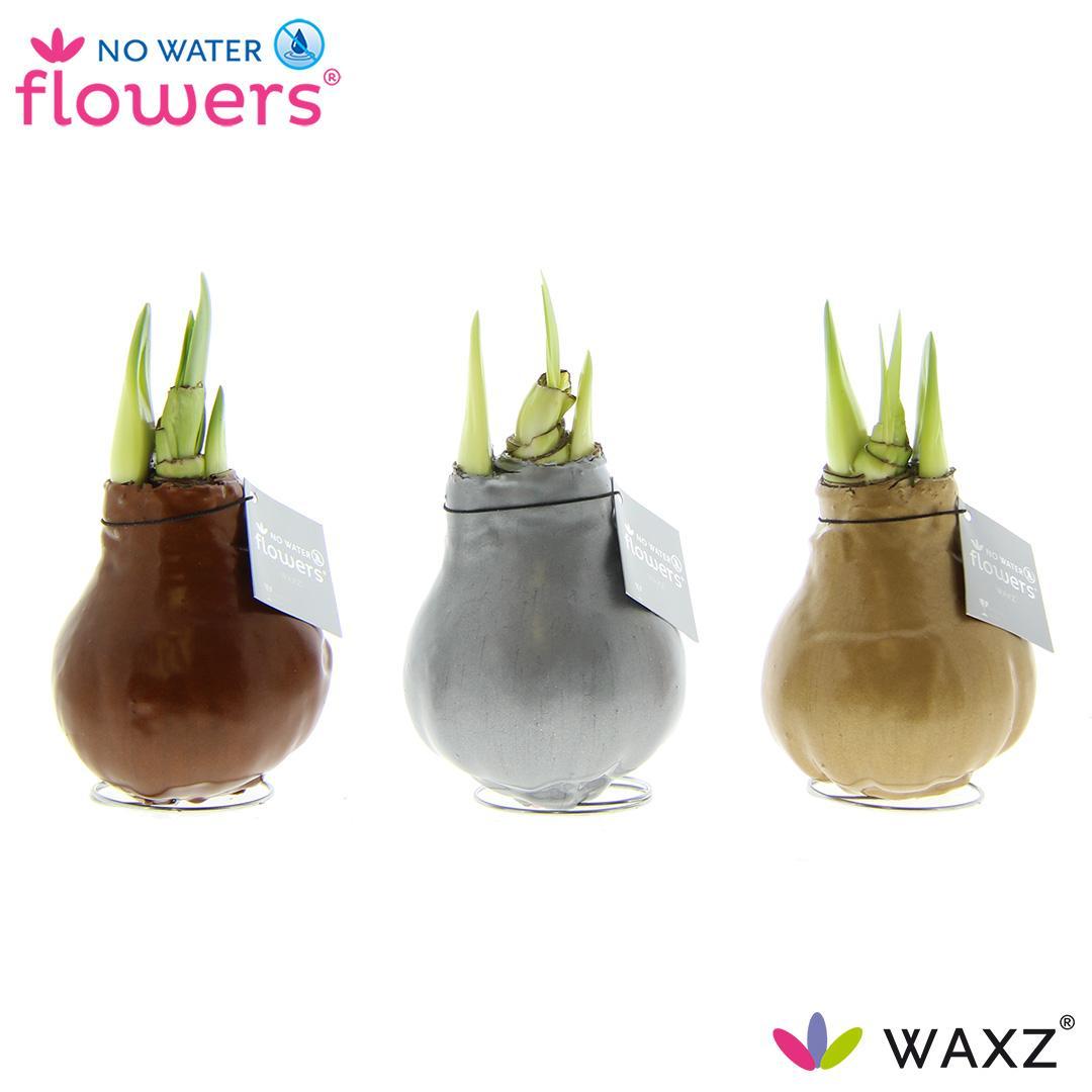 No Water Flowers Waxz Metallic Gold / Silver / Copper - 3 Stück - Ø7 cm - ↕15 cm