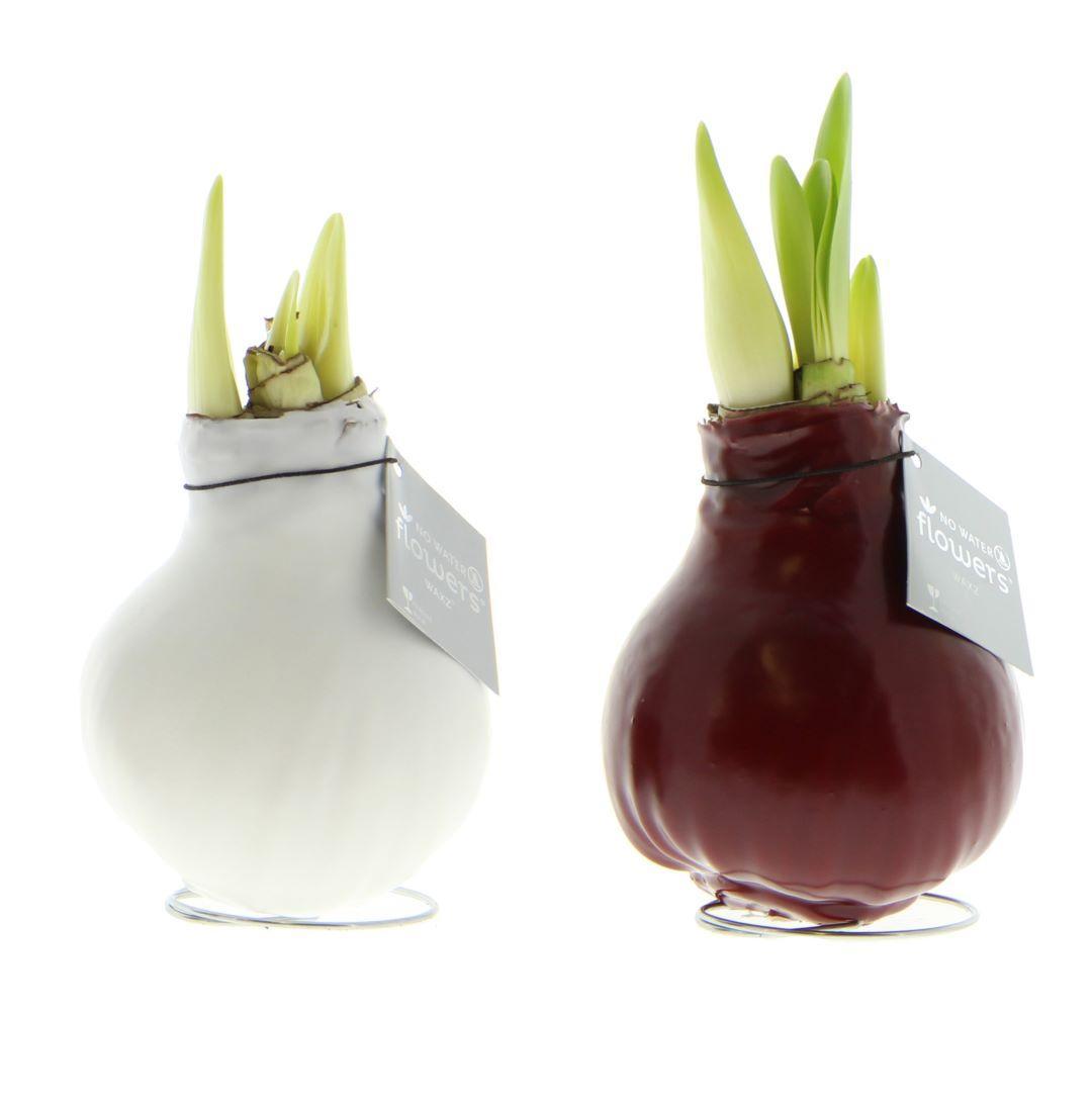 No Water Flowers® (wax amaryllis) | Waxz® Colours Classic duo Mix (2 pack) + Red & White flower