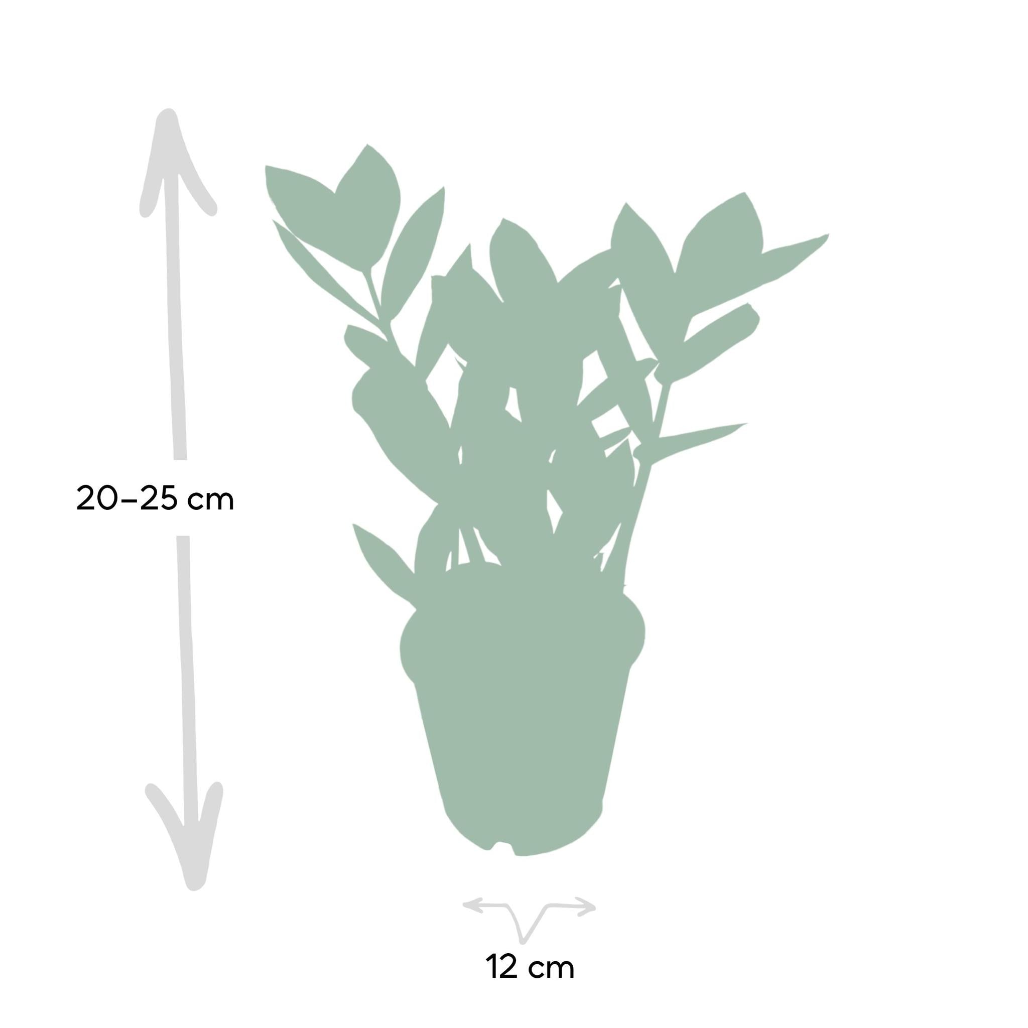 Zamioculas - Ø12cm - ↕35cm