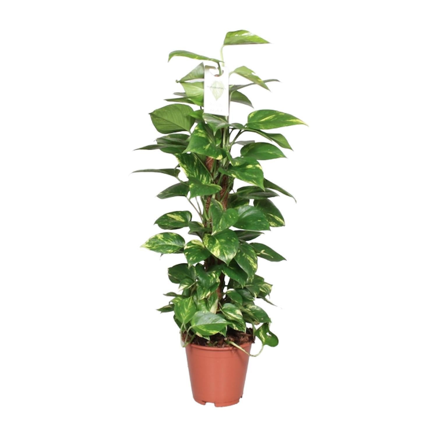 Efeutute - Epipremnum Aureum Pinnatum - mit Moosstab