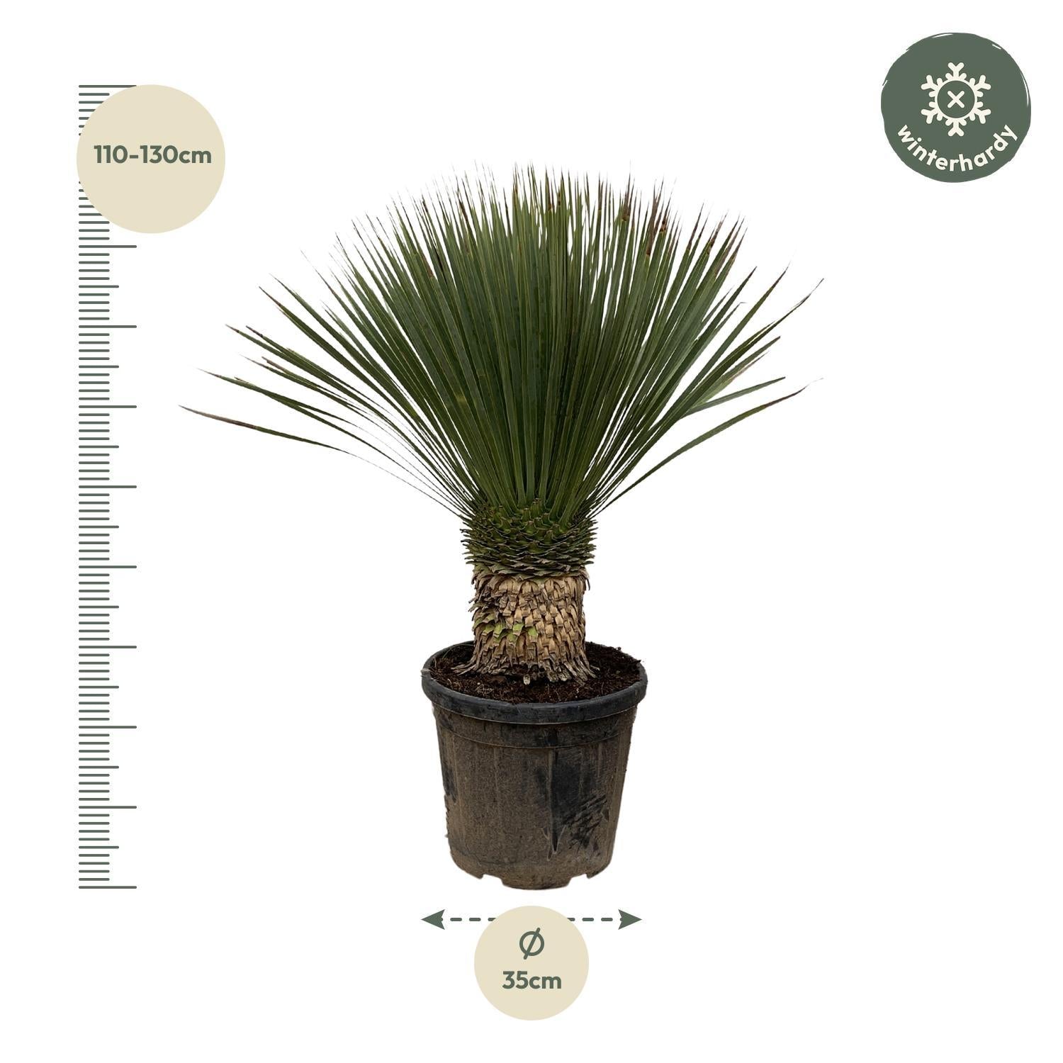 Yucca Rostrata - 110cm - Ø35