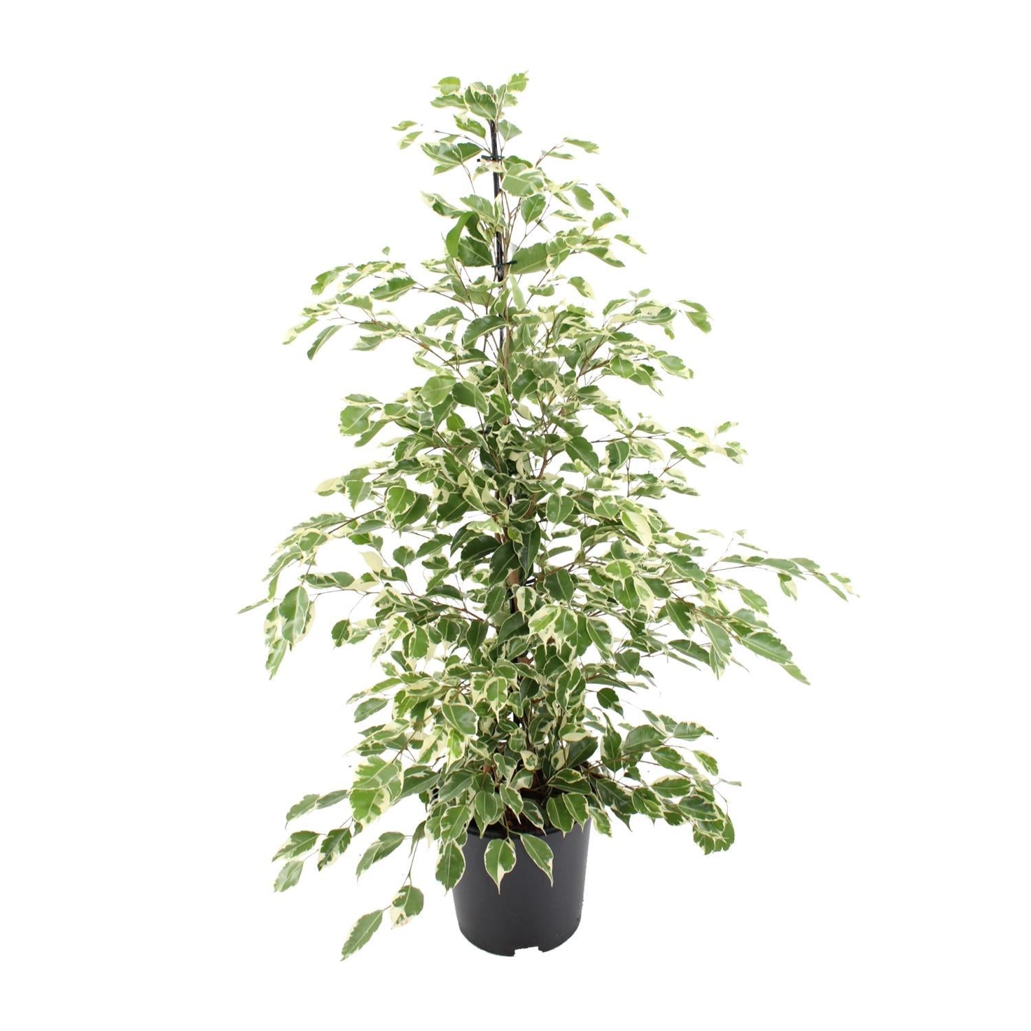 Birkenfeige - Ficus benjamina Twilight - Ø21cm - ↕95cm