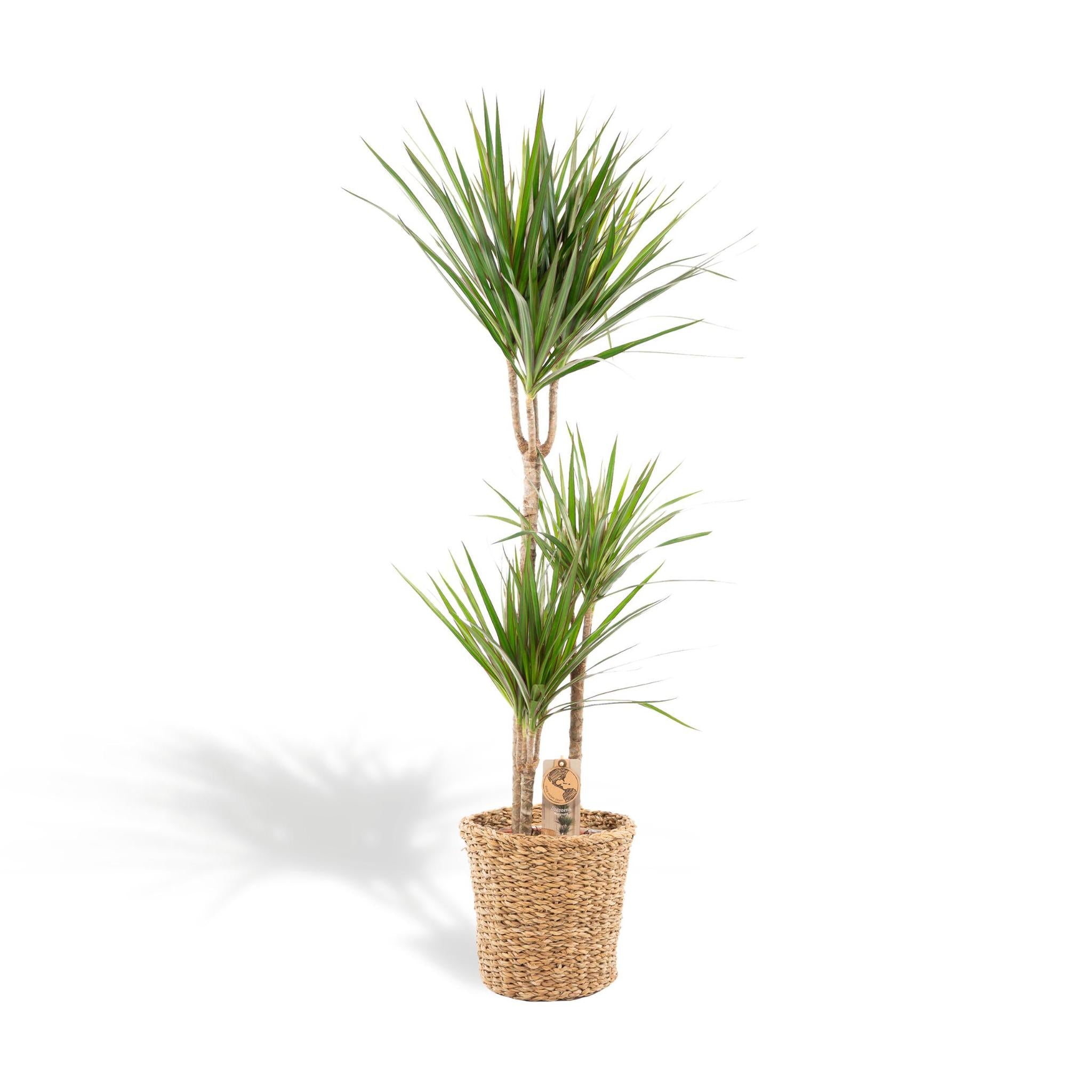 Drachenbaum - Dracaena mit Korb - ↨120cm - Ø21cm