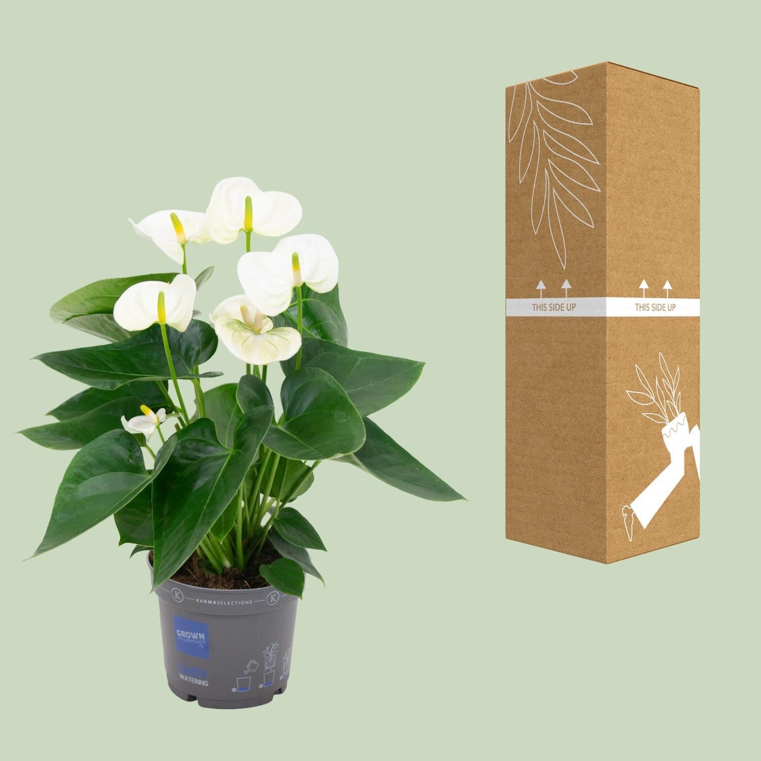 Anthurium Wit - Ø12cm - ↕43cm