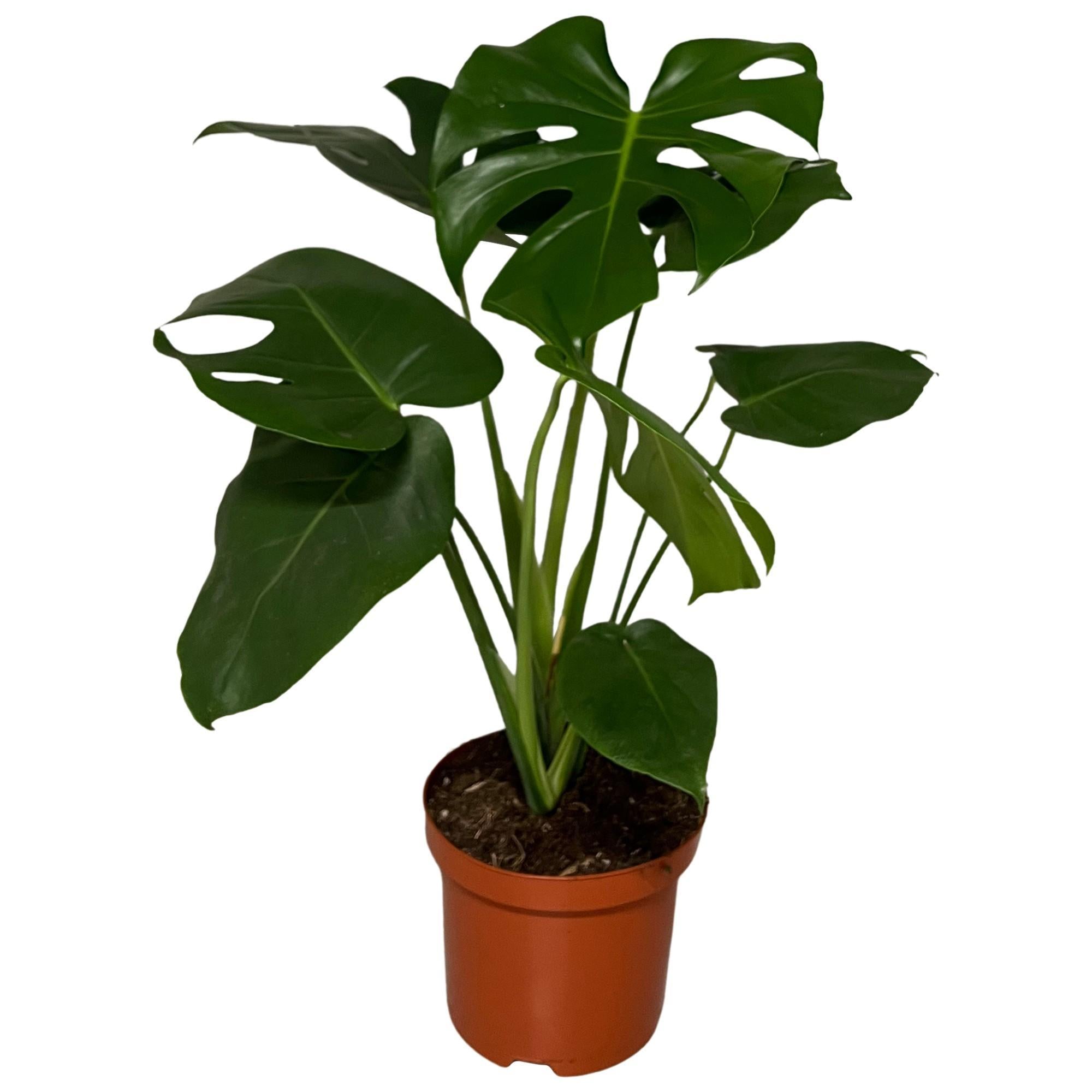 Schweizer Käsepflanze - Monstera Delisoca - Ø19cm - ↕65cm