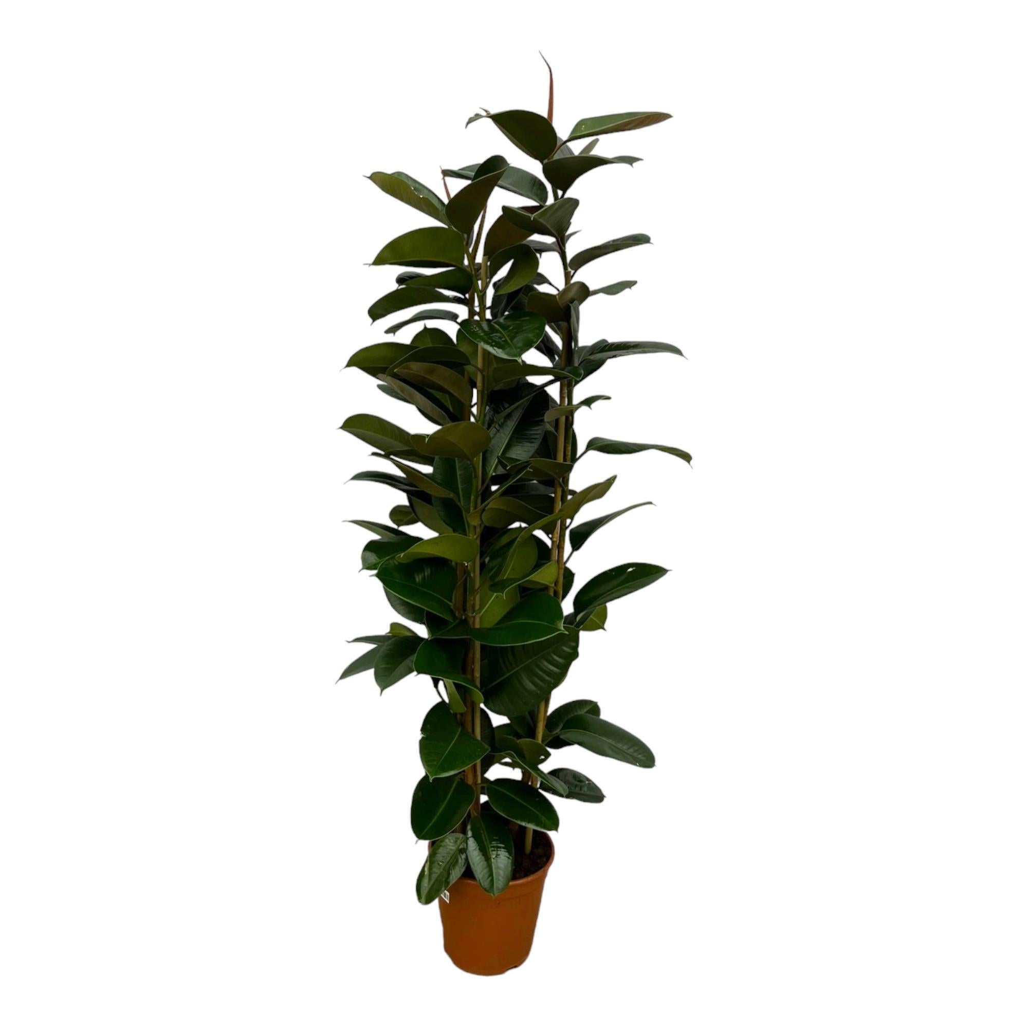 Gummibaum Ficus Elastica Robusta Strauch - 170 cm - Ø27cm