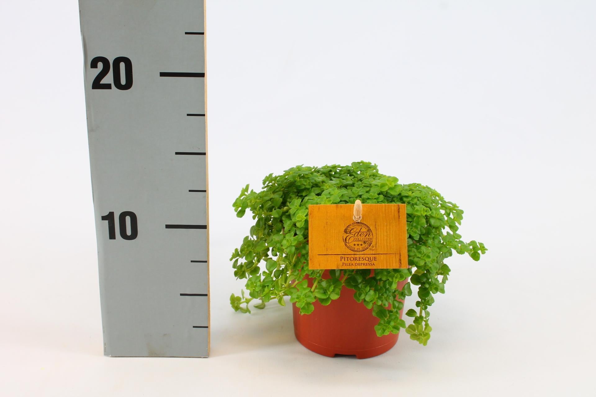 Pilea Depressa 12cm - Ø12cm - ↕20cm