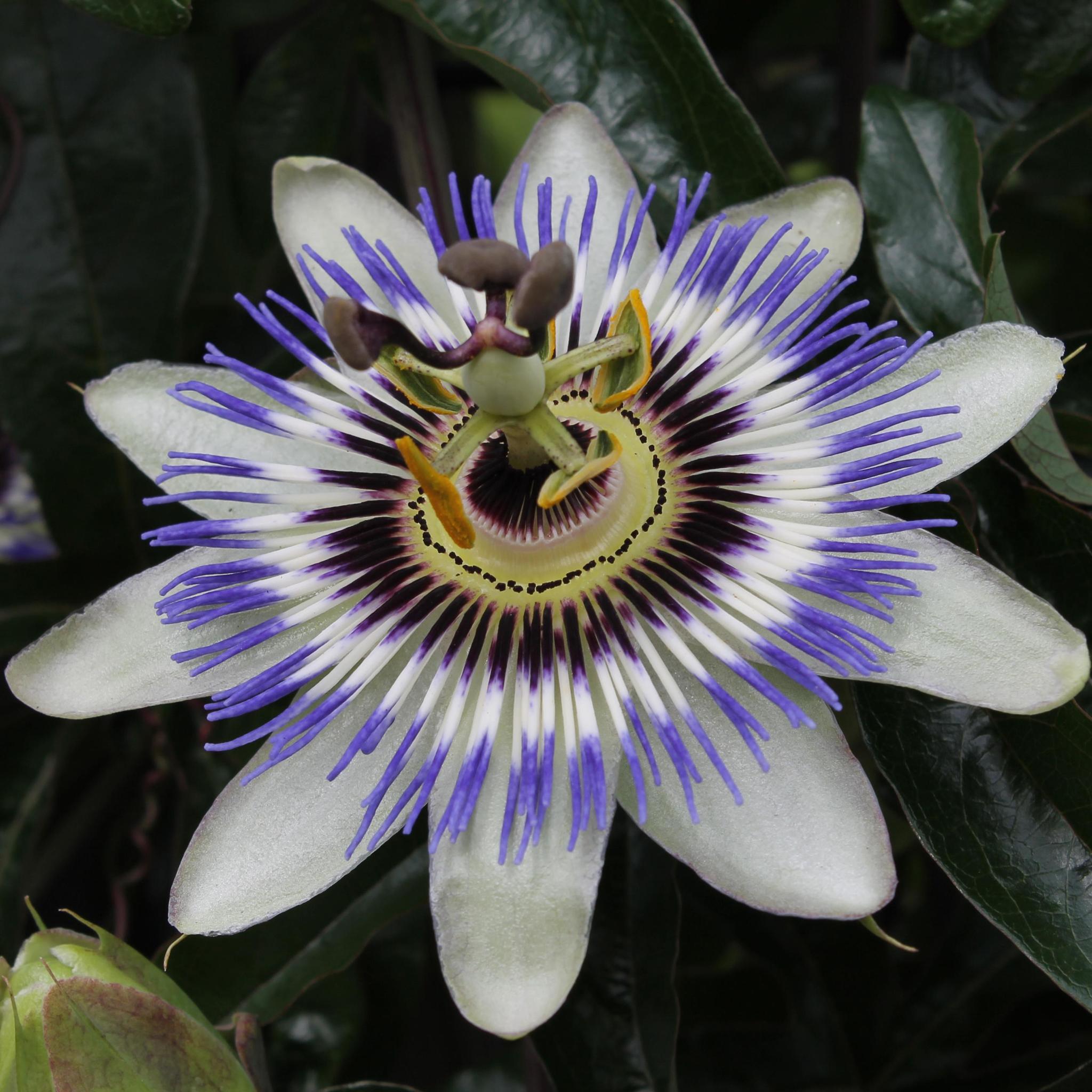 Passiflora caerulea - Passionsblume Blau