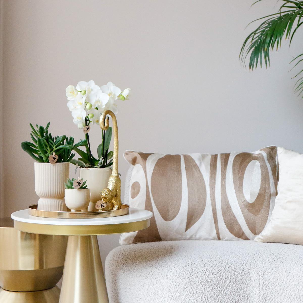 Kolibriebedrijf | Complete plantenset Luxury Living | Groene planten met witte Phalaenopsis orchidee inclusief keramische sierpotten en accessoires