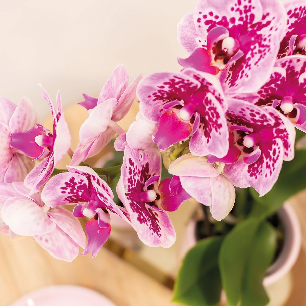 Kolibrie-orchideeën | COMBI DEAL van 4 roze paar phalaenopsis orchideeën - El Salvador - potmaat Ø9cm | bloeiende kamerplant - vers van de kweker