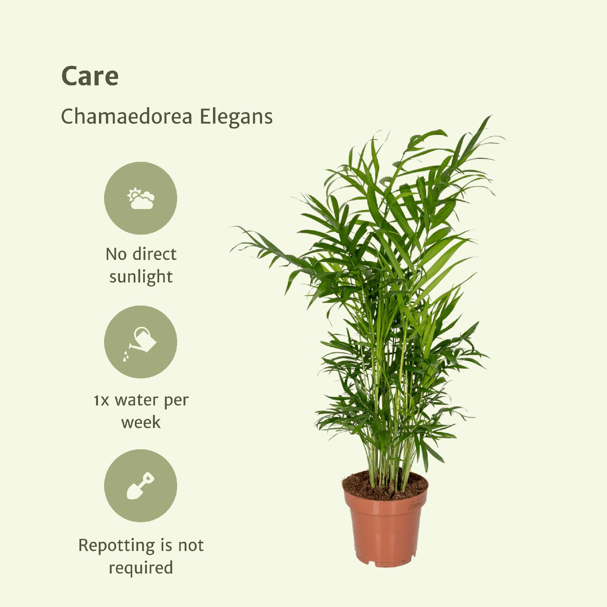 Chamaedorea Elegans (Mexicaanse bergpalm) - 2 stuks - Ø12cm - ↕40cm