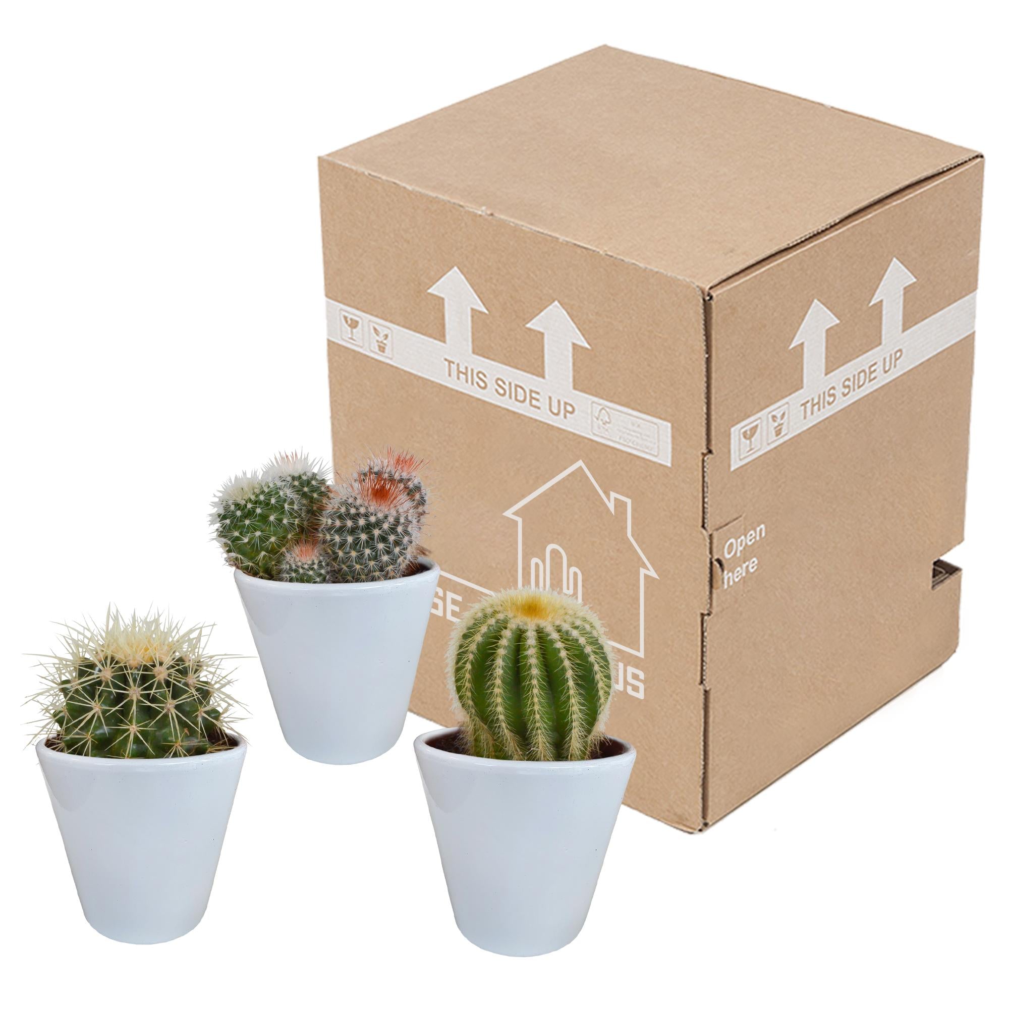 Kaktus Bolcactus-Mischung 8,5 cm - iim weißen Topf