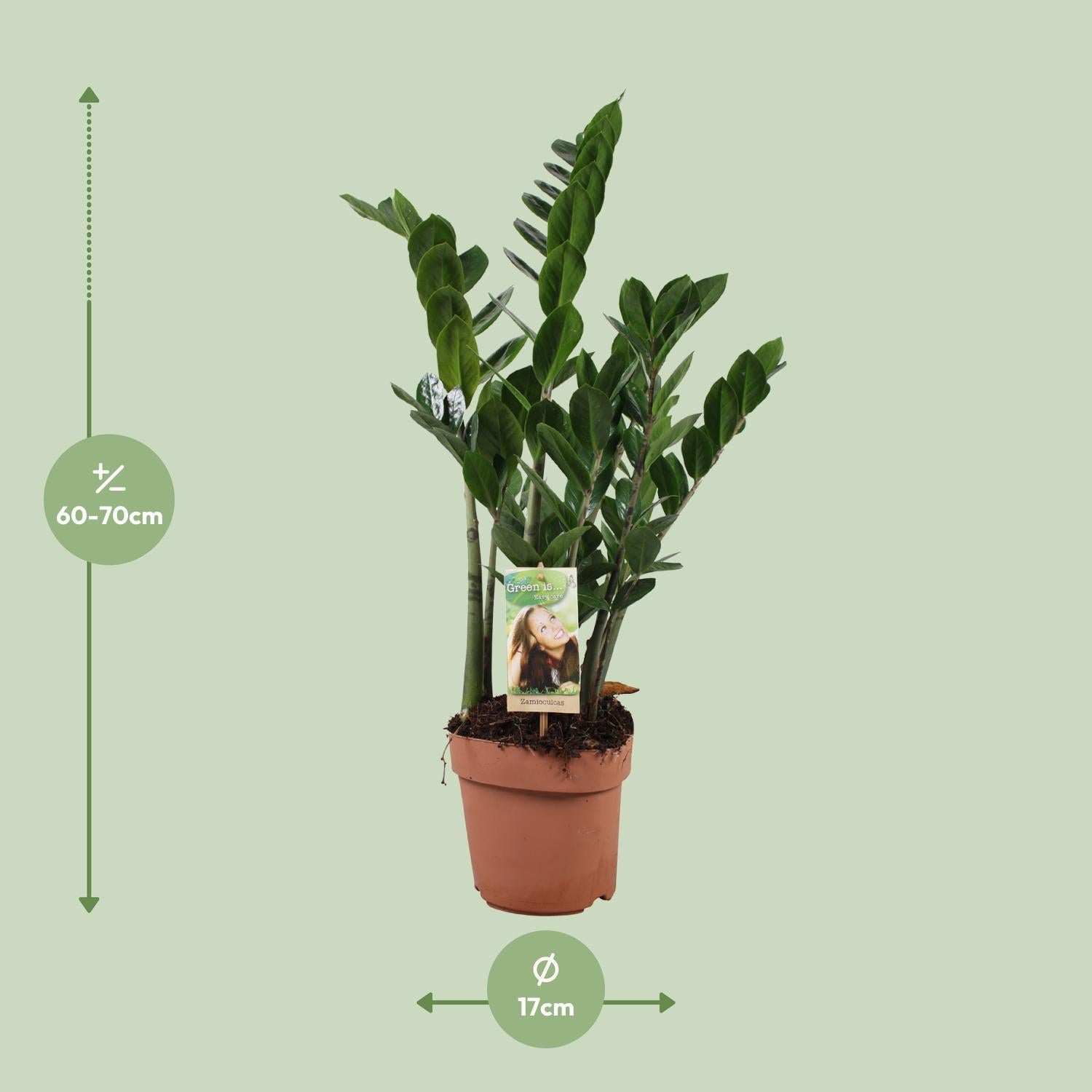 Smaragdpalme - Zamioculcas Zamiifolia - Ø17cm - ↕70cm