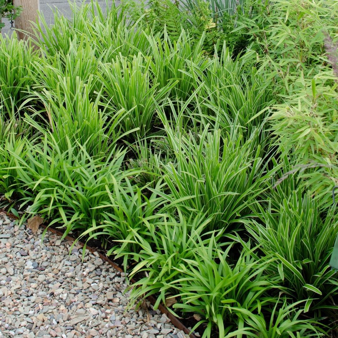 3 x Carex morrowi 'Ice Dance' - Ø 14 cm - ↨ 25 cm 