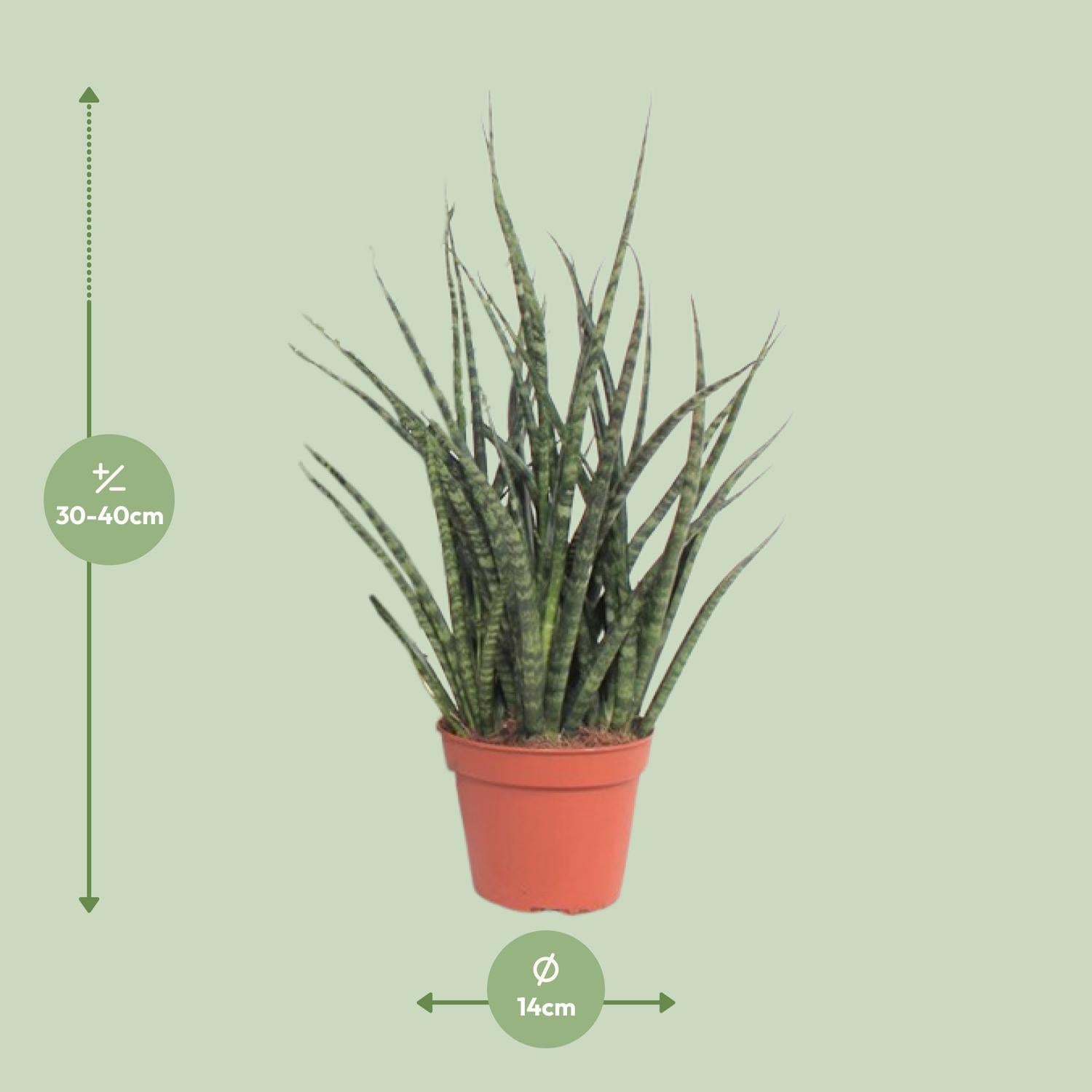 Sansevieria Varenhout Punk - Ø12cm - ↕30cm