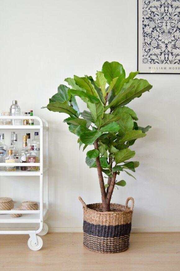 Geigenfeige - Ficus lyrata  - Ø27cm - ↕140cm