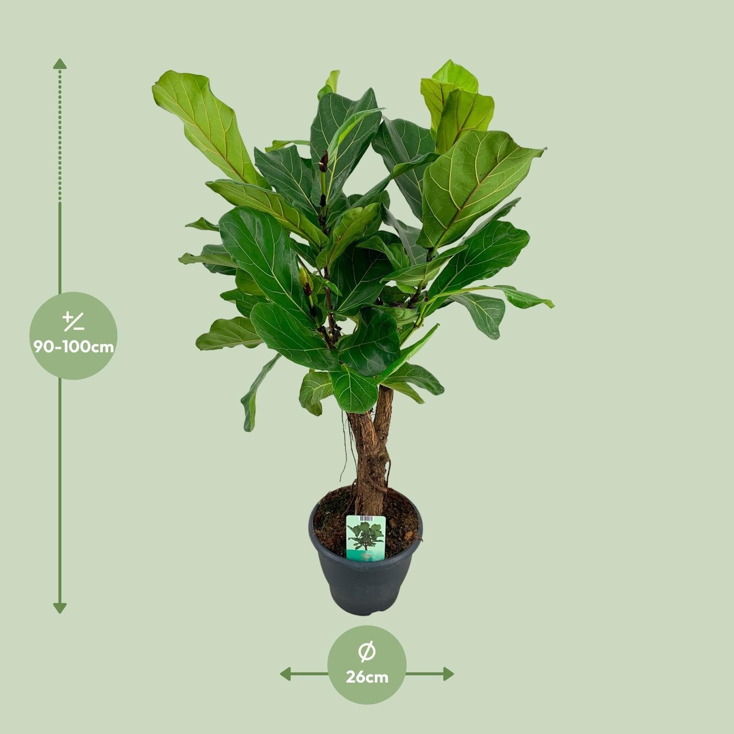 Geigenfeige - Ficus Lyrata - Ø26cm - ↕100cm